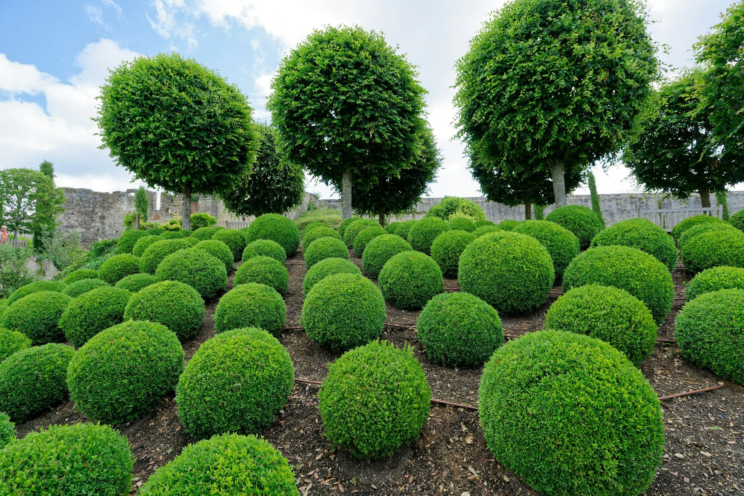 A garden with neatly trimmed round bushes and three tall, leafy trees, with an old stone wall in the background and a partly cloudy sky.