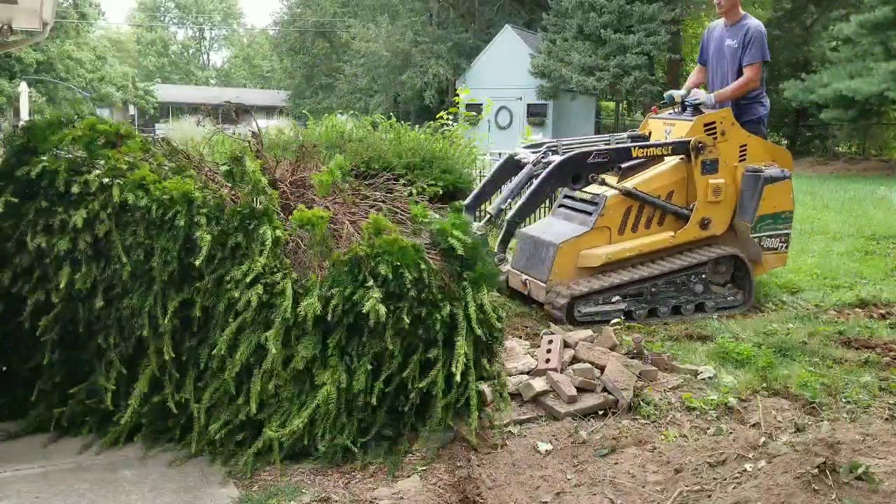 A person operating a small yellow excavator to clear a fallen pine tree from a grassy yard, with a house and trees in the background.