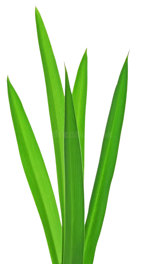 Close-up of green grass blades on a light green and black background.