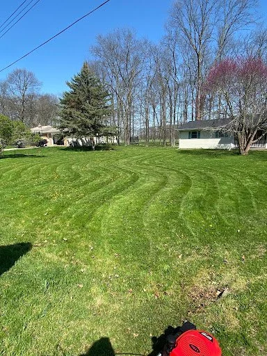 A grassy yard with a curved pattern of freshly mowed grass, surrounded by trees and residential houses under a clear blue sky.