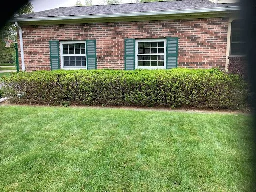 A brick house with two windows that have green shutters, a well-manicured green lawn, and a hedge in front of the house.