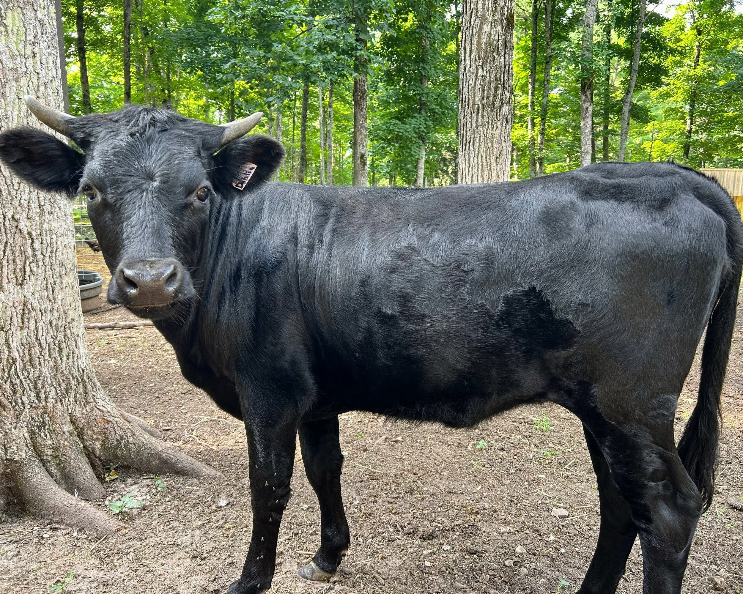 A black cow standing outdoors among trees with lush green leaves.