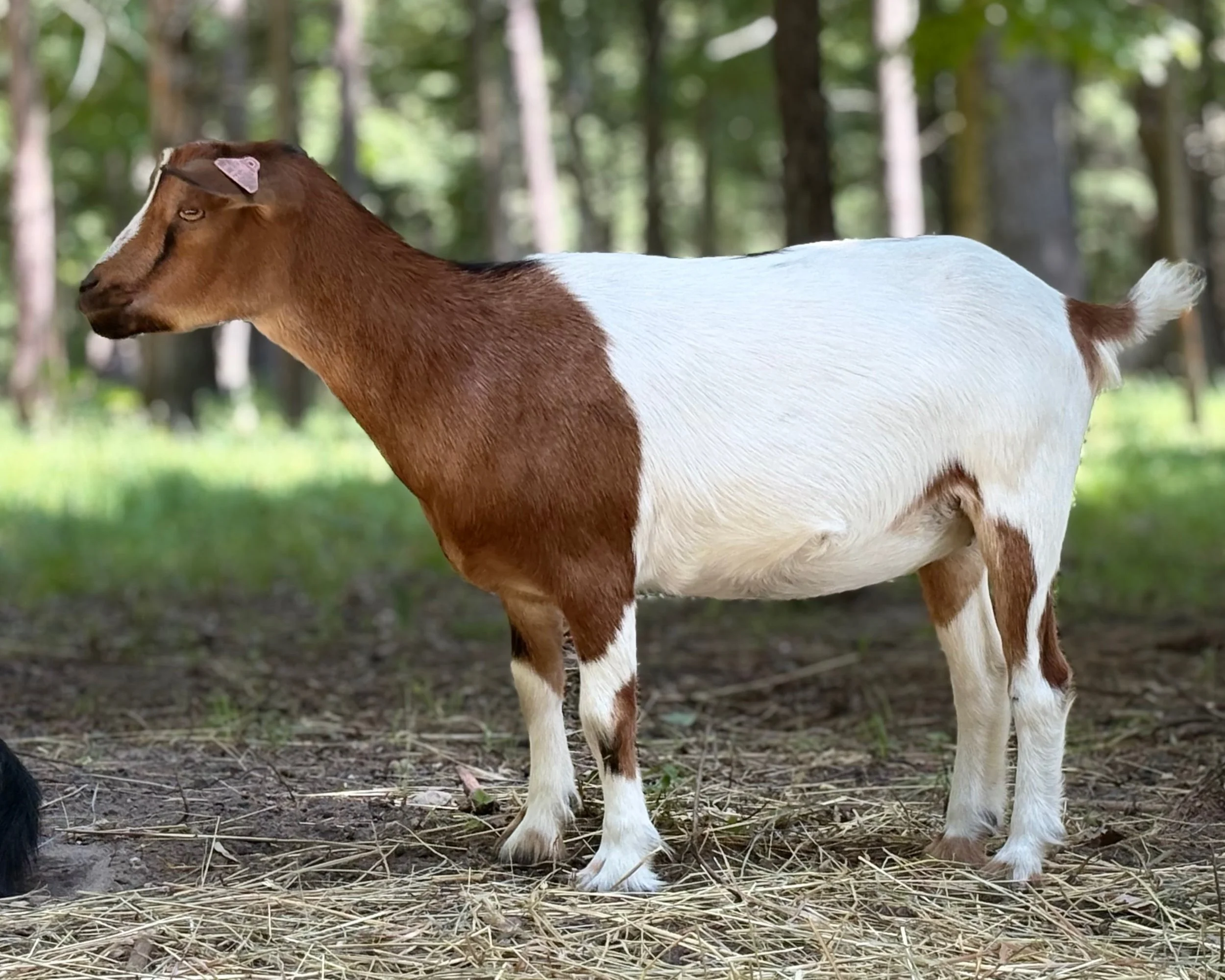 A goat with a brown and white coat standing outdoors in a forested area, with trees and grass in the background.