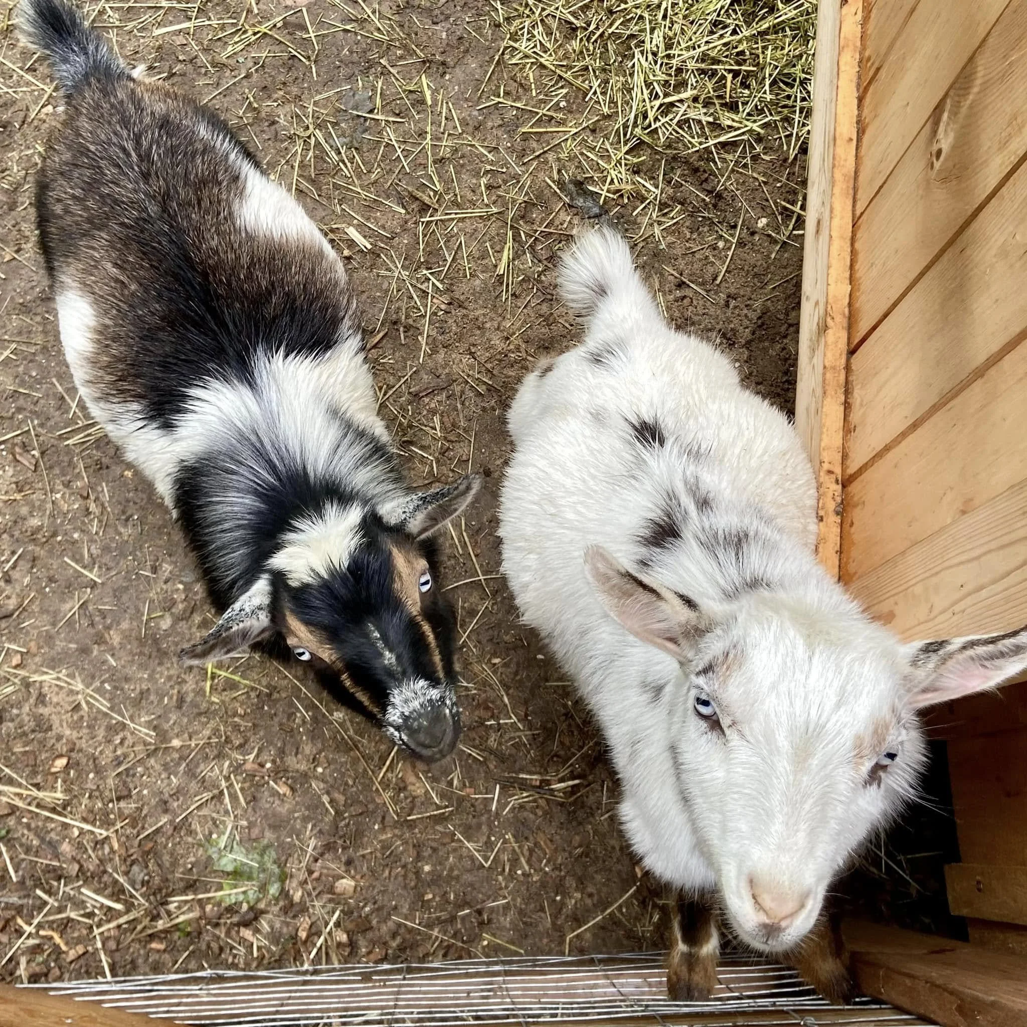 Dual-Purpose Goats