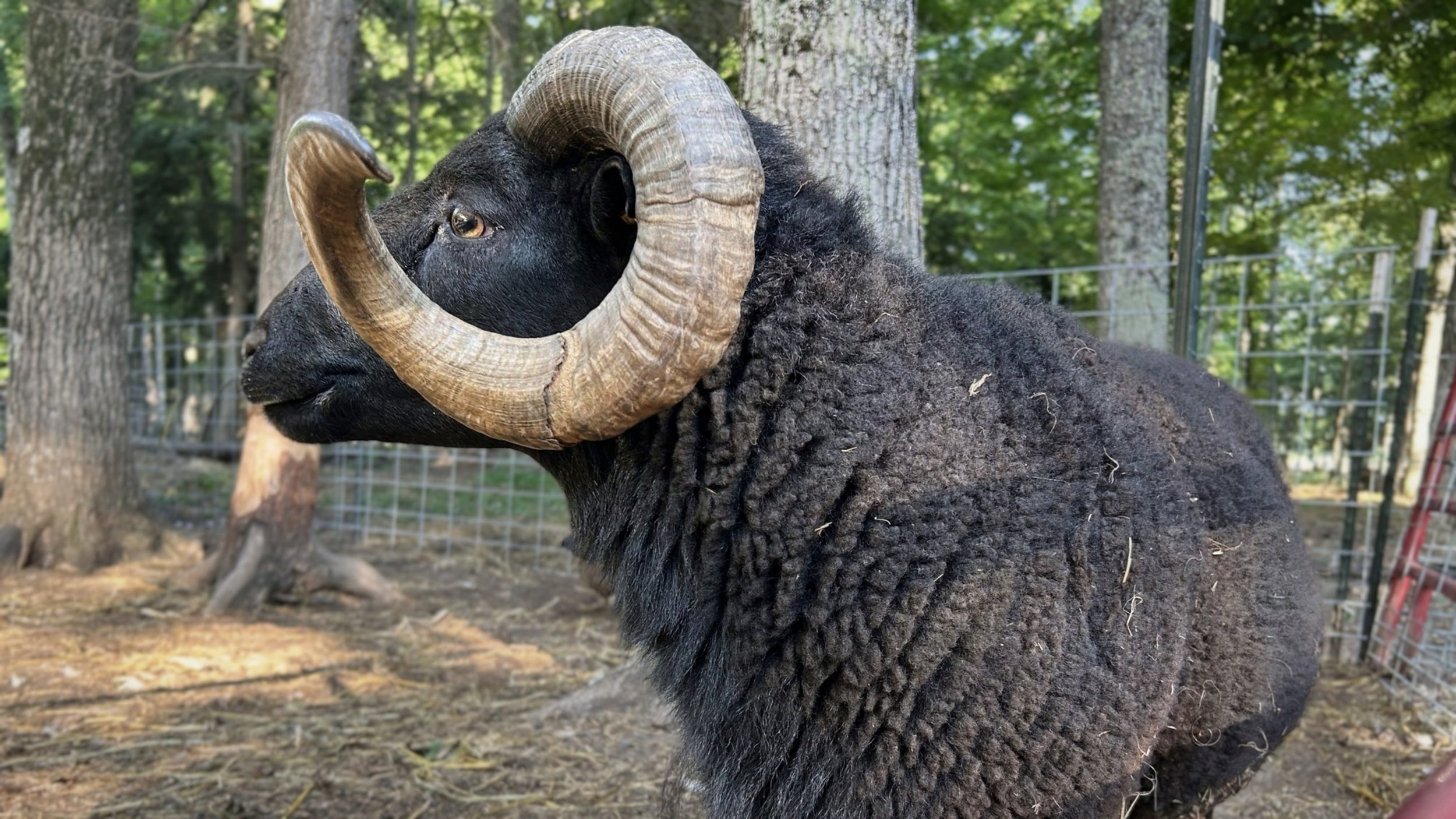 Ram Horizontal.jpg