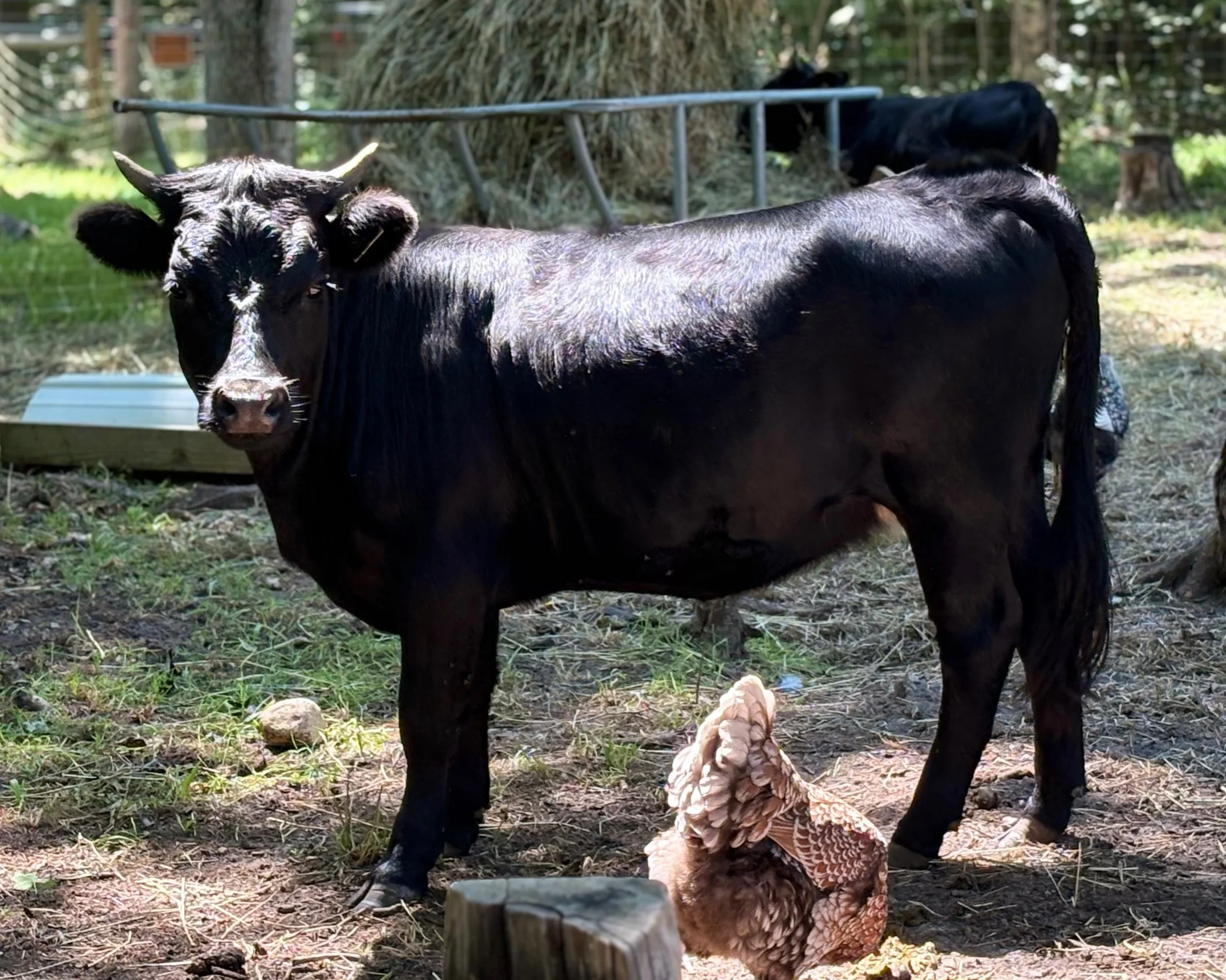 Black cow with a white face standing in a fenced outdoor area, with a chicken underneath its body and a tree and wooden structure in the background.