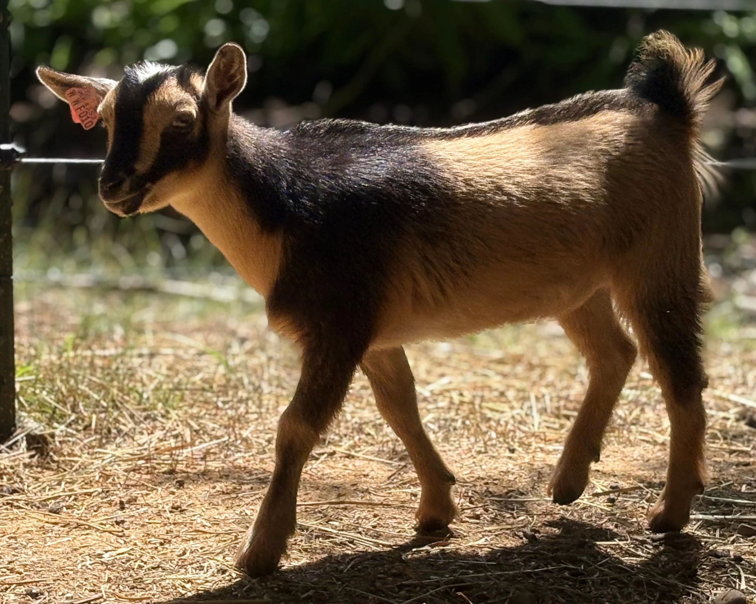 A small goat standing outdoors on a dirt surface with grass and trees in the background.