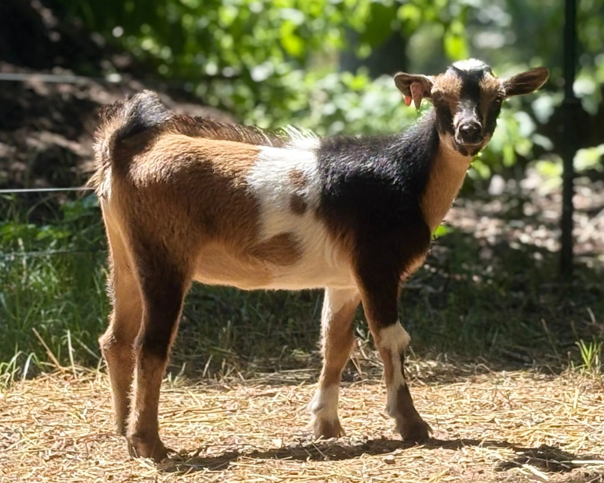 A young goat standing outdoors on dirt with green trees and sunlight in the background.
