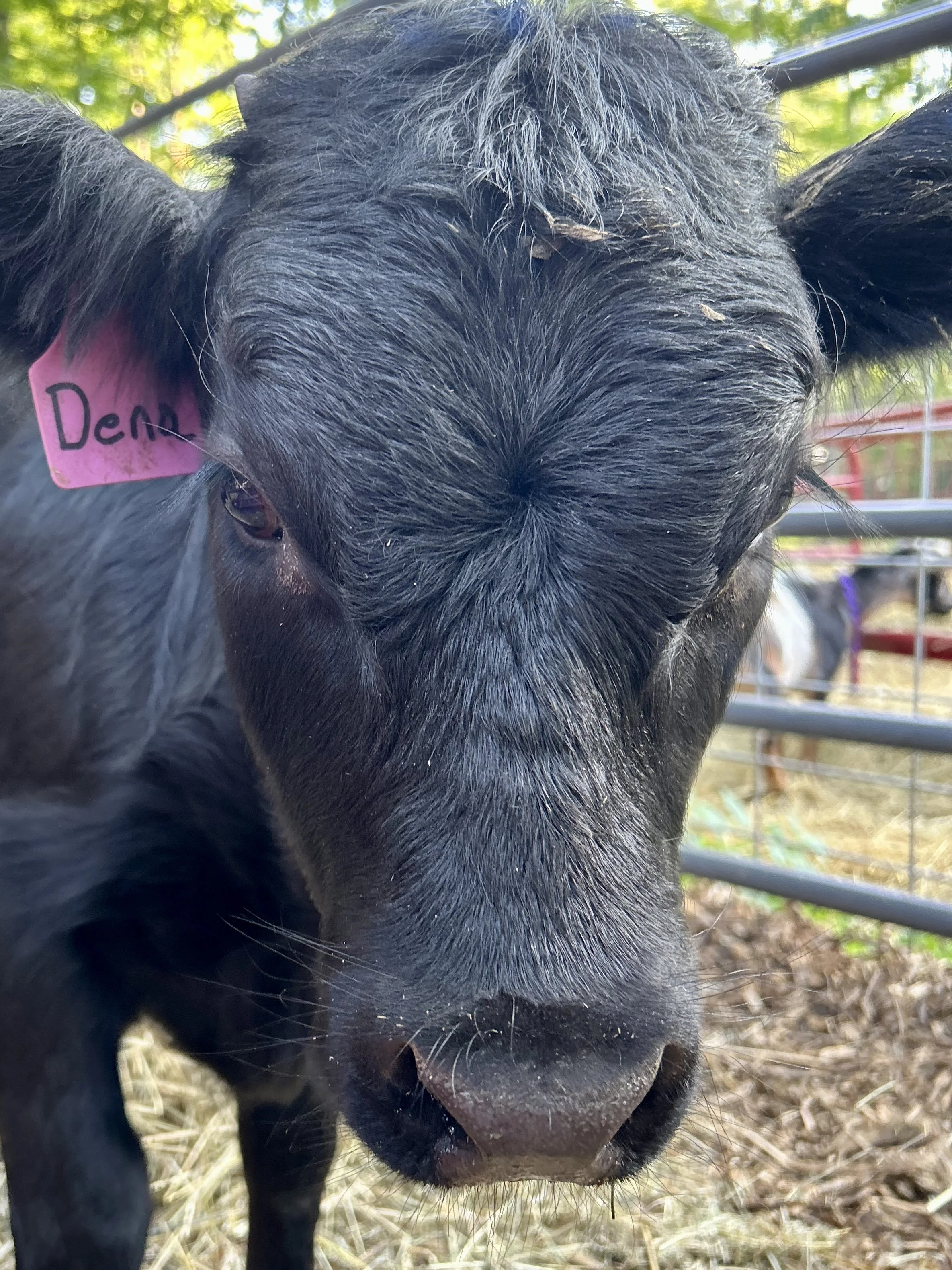 Irish Dexter Cattle