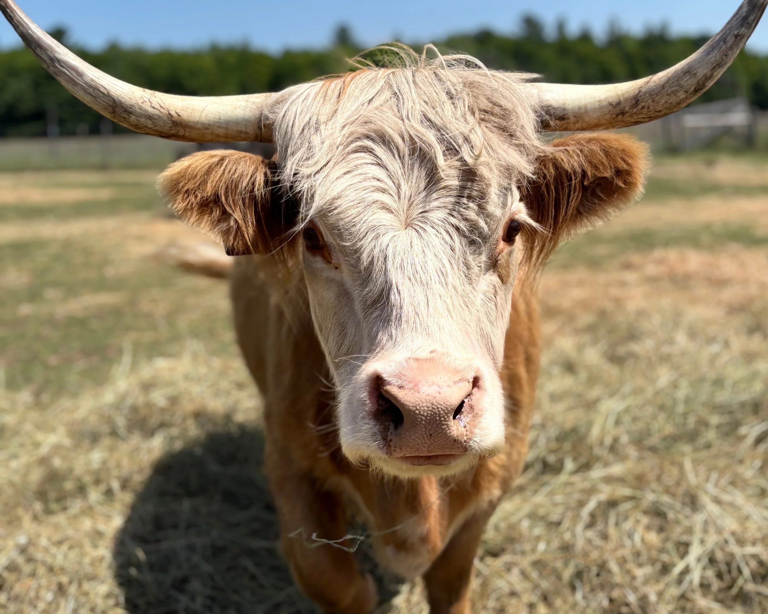 Close-up of a longhorn steer with light-colored hair and large, curved horns standing outdoors on a sunny day.