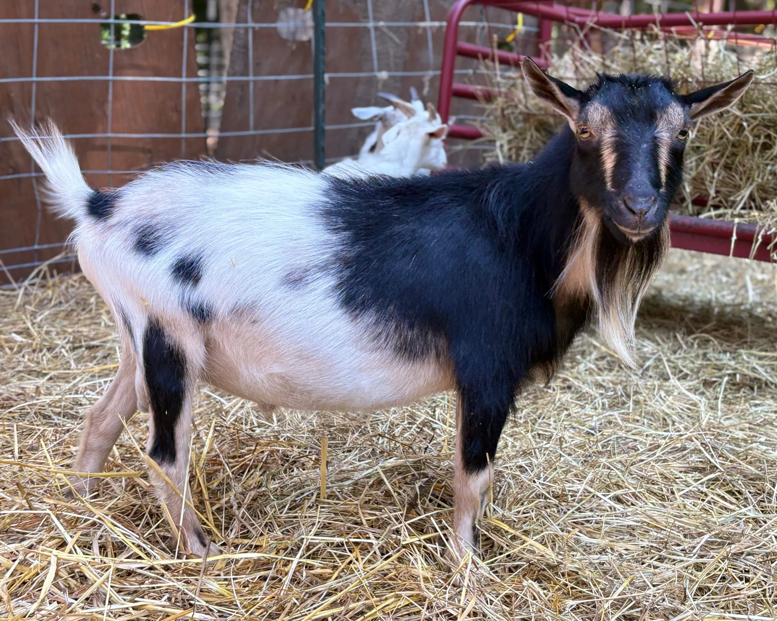 A goat with a black head and white body with black spots on its side standing on straw inside a fenced area.