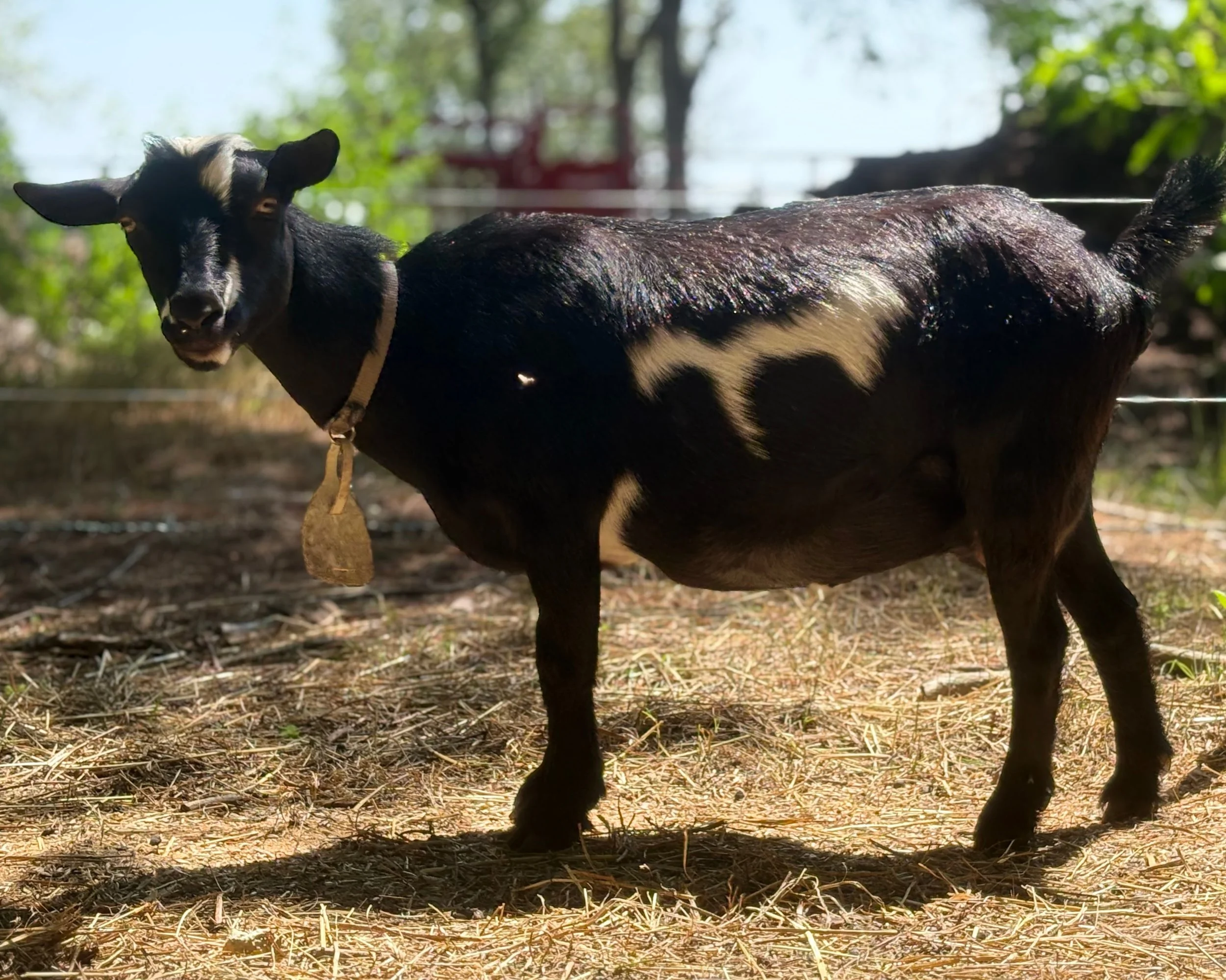 A young black and white goat standing outdoors on dirt and grass, wearing a collar, with blurred green trees and a red structure in the background.