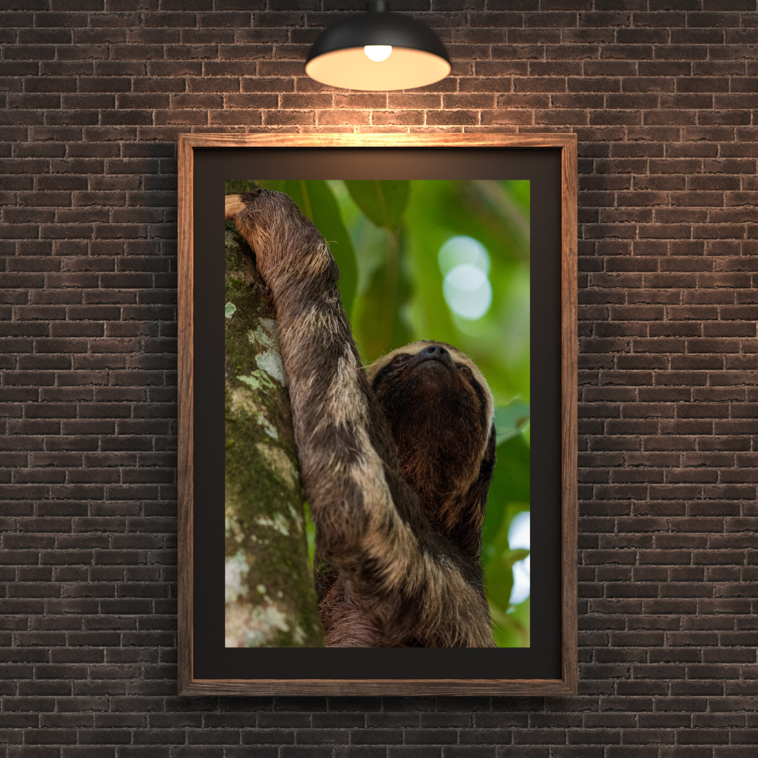 18x24 Amazonian Sloth (Print Only)