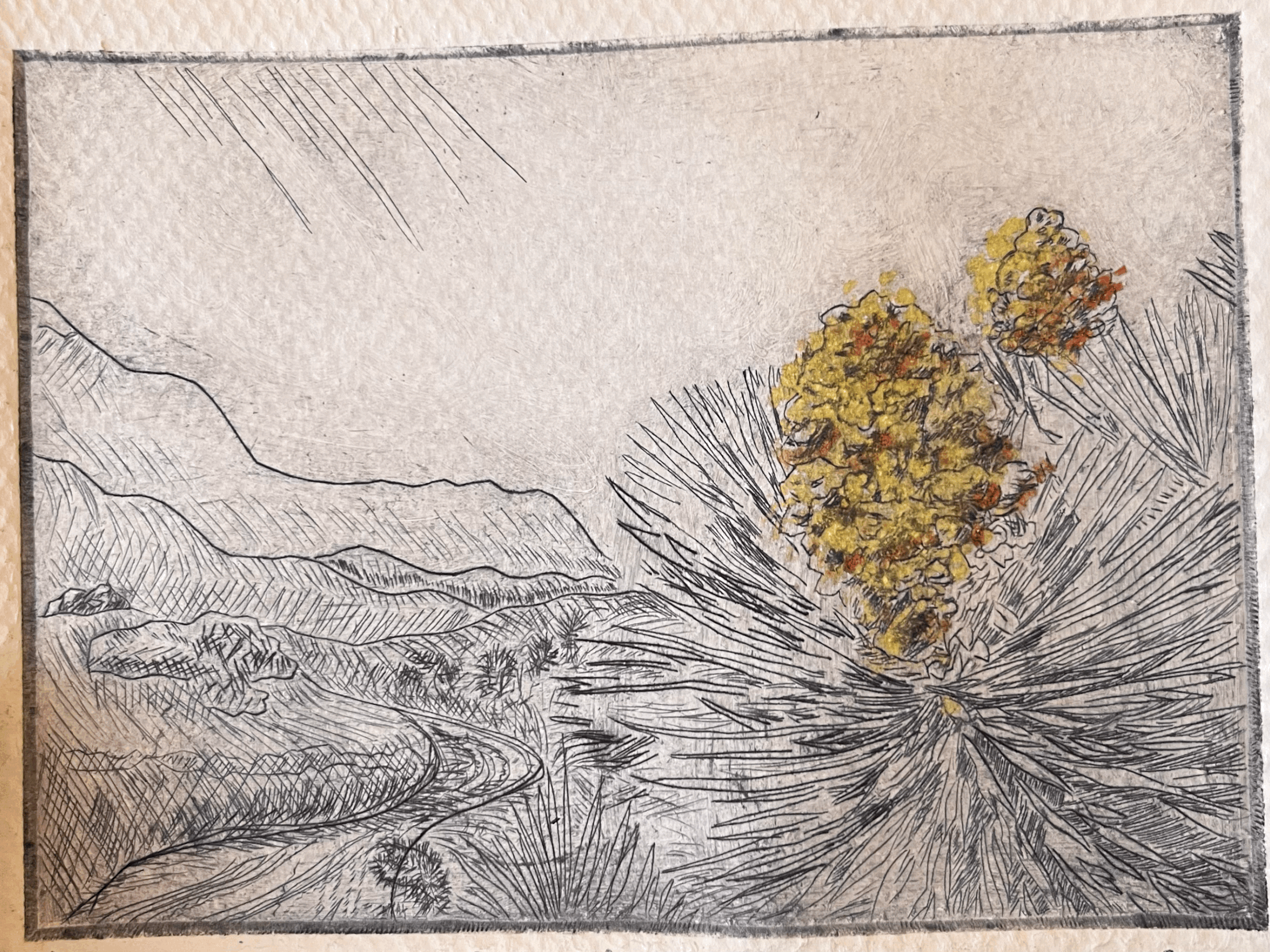Joshua Tree Bloom