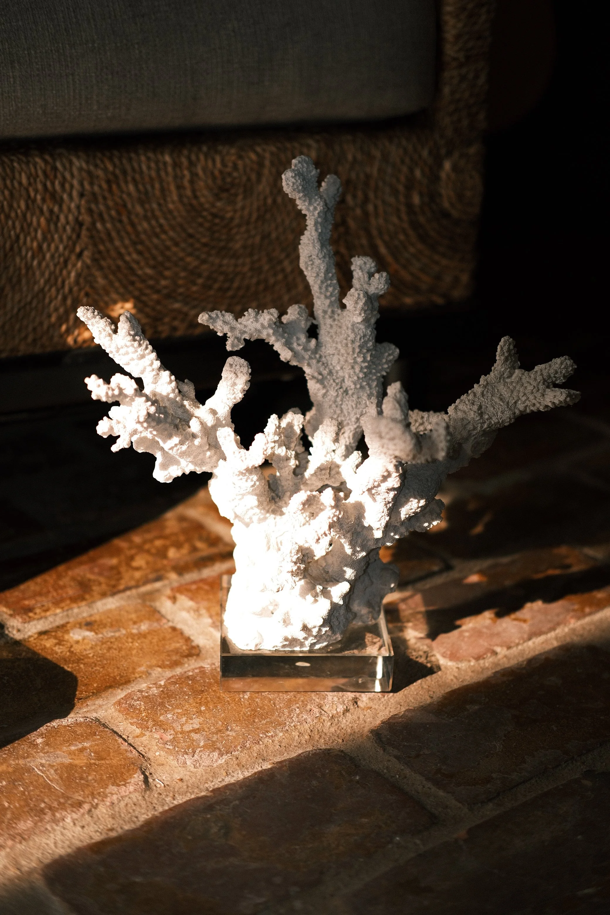 Branching Coral Specimen on Acrylic Base