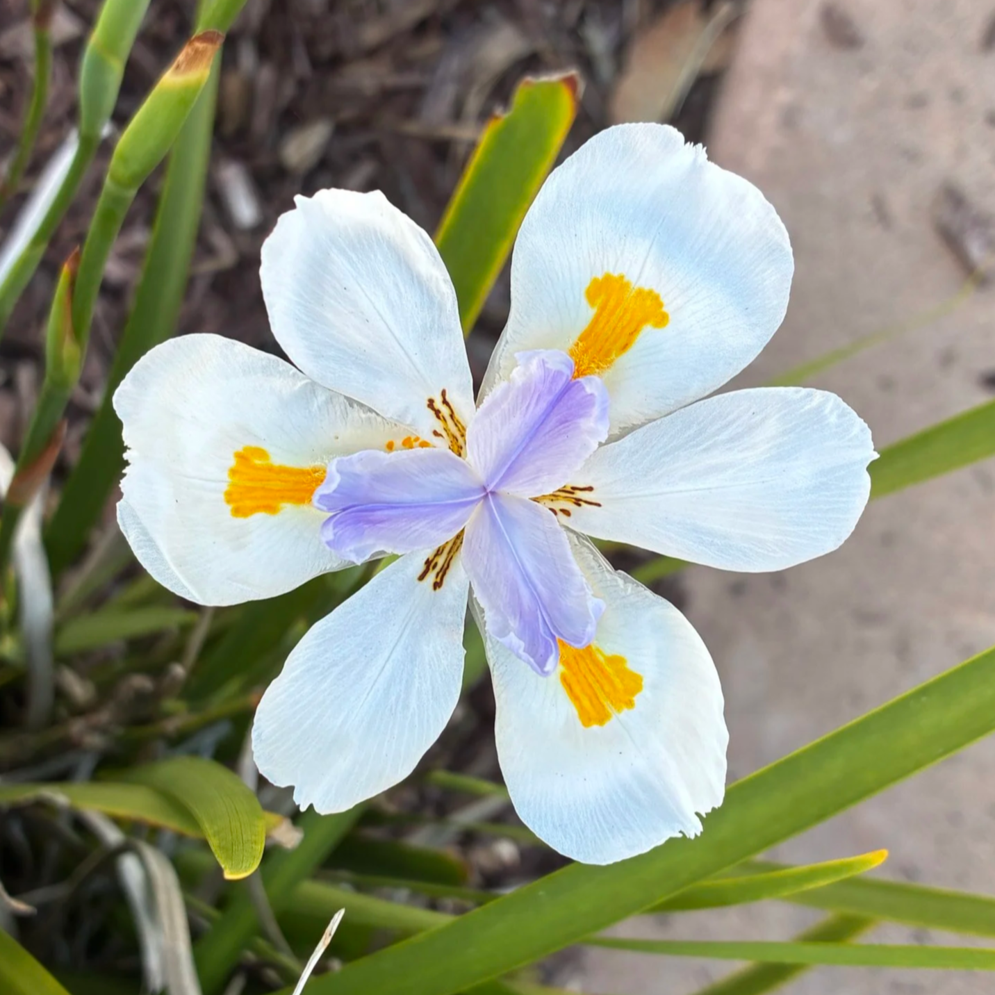Coastal iris found in Encinitas, California