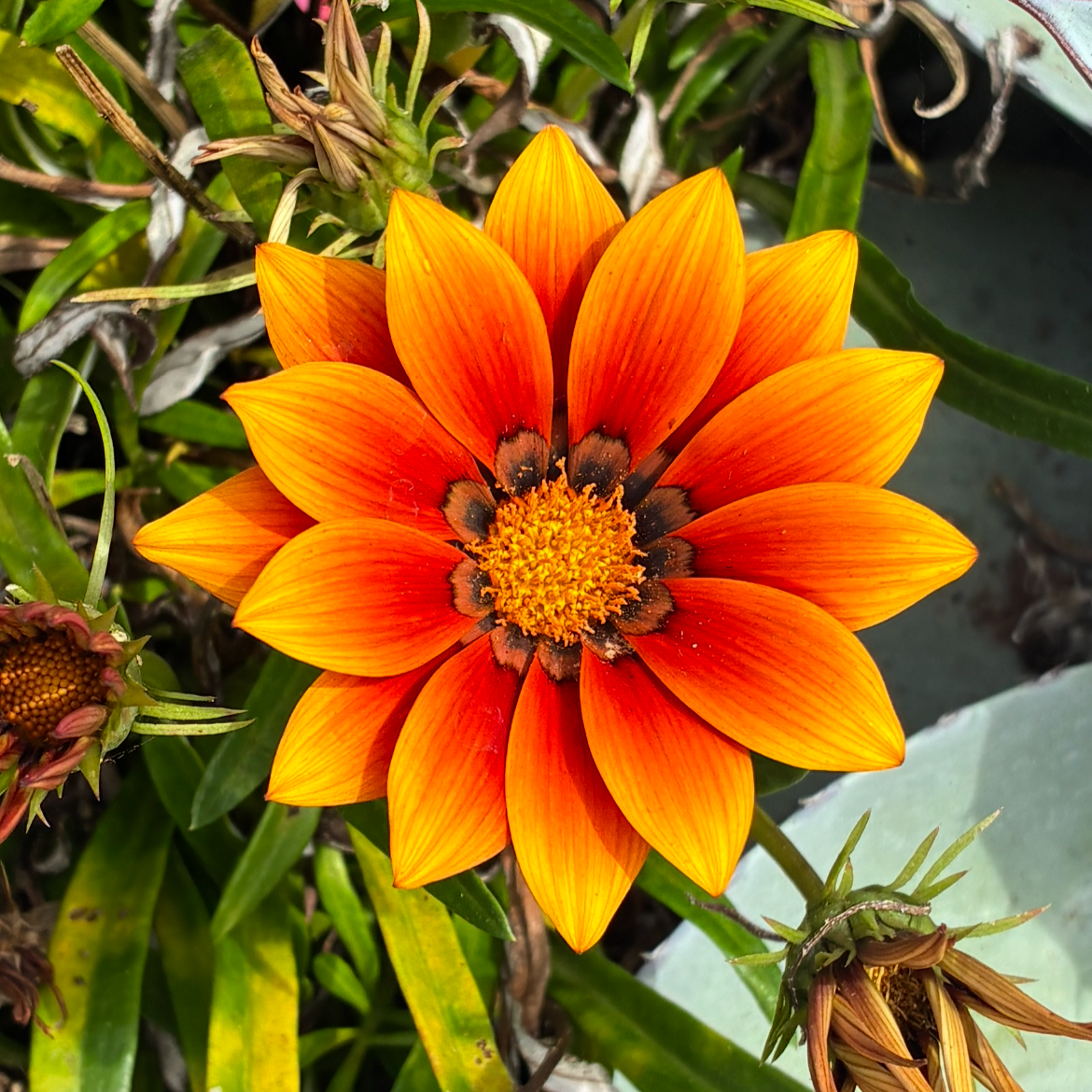 Orange coastal flower found in Encinitas, California