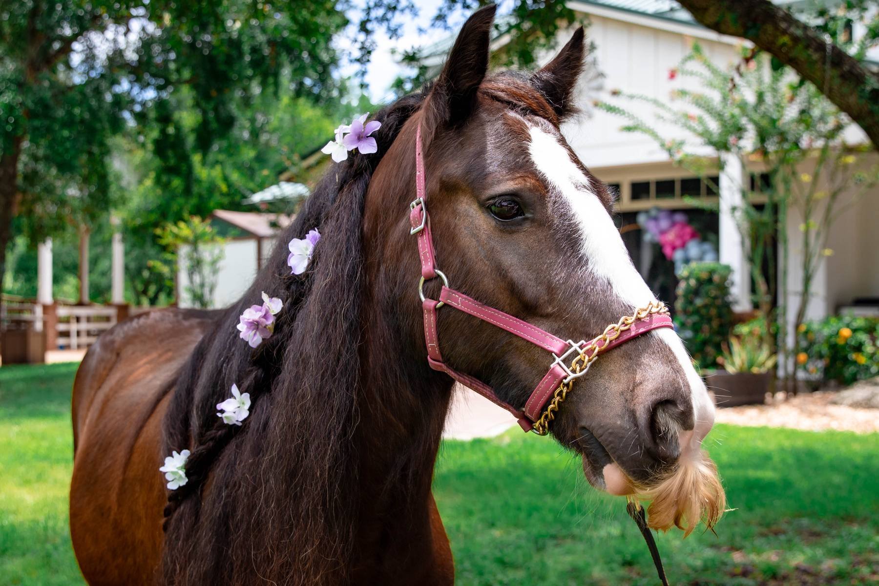 A brown and white horse with flowers in its mane, standing outdoors in a garden with green grass and trees, with a white house in the background.