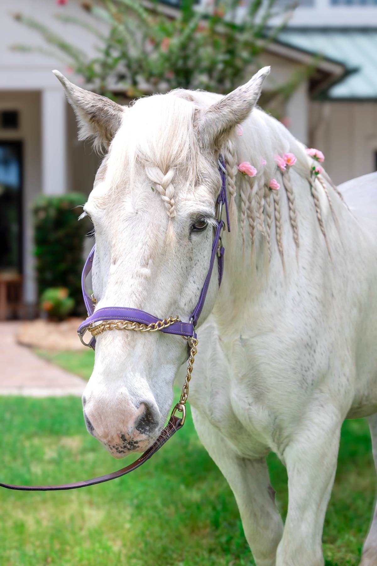 White horse with braided mane decorated with pink flowers, wearing a purple halter with gold chain, standing on green grass in front of a house or building.