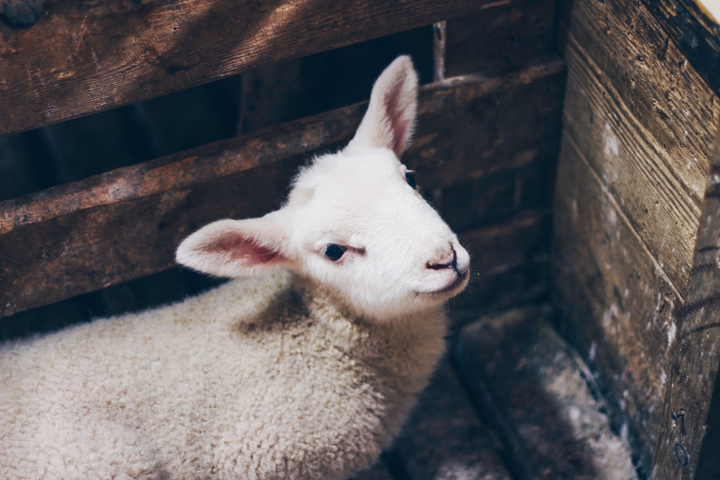 A Lamb for Every House