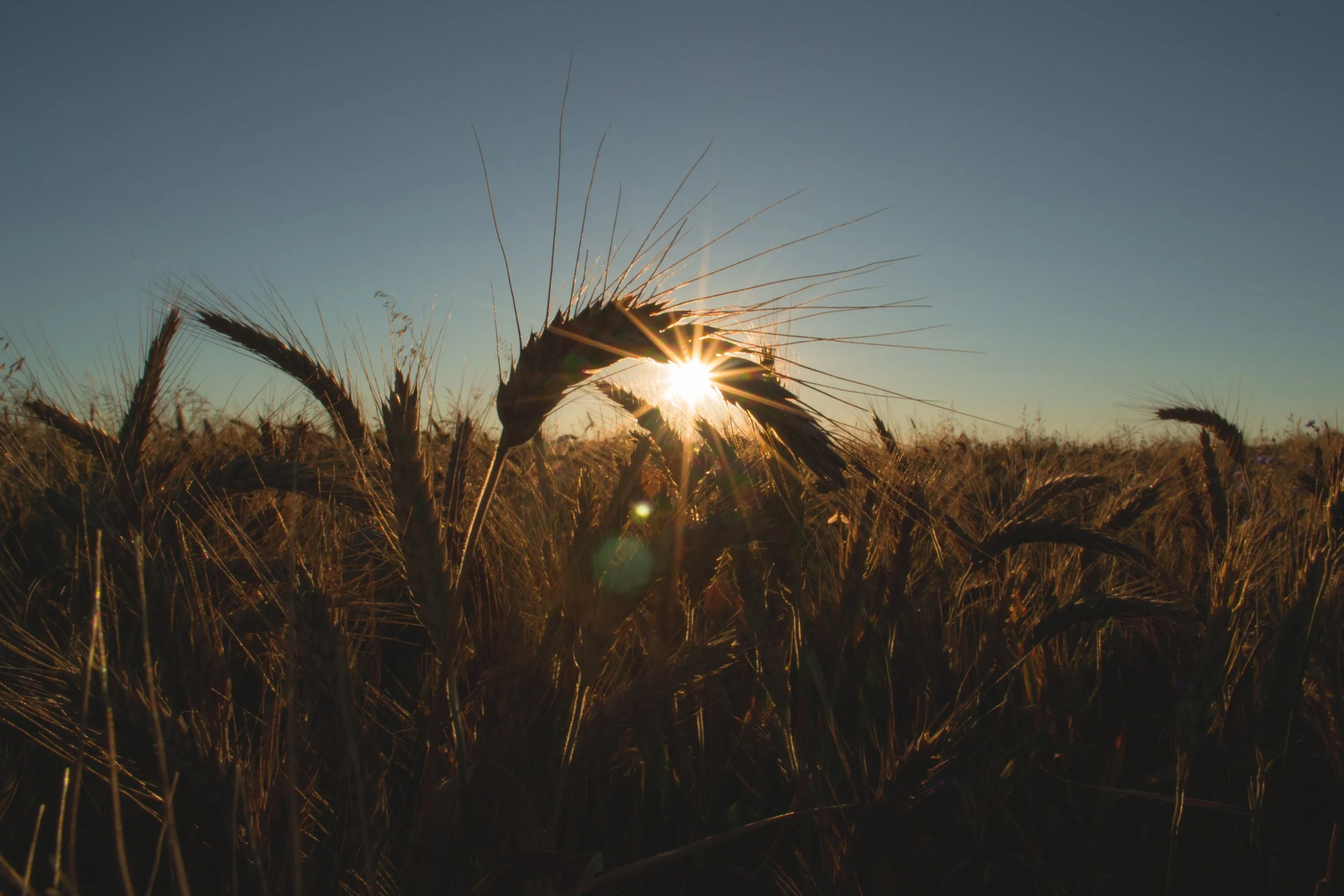 Sowing and Reaping