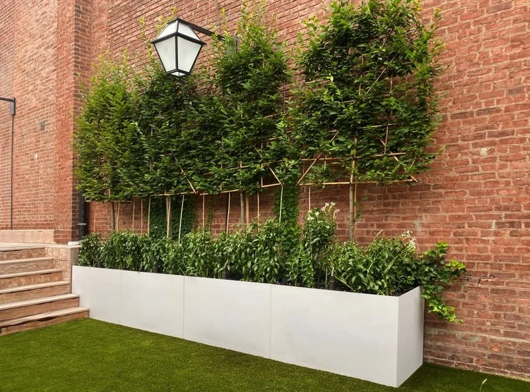 07_UPPER+EAST+SIDE+ROOFTOP_espalier+carpinus.jpg