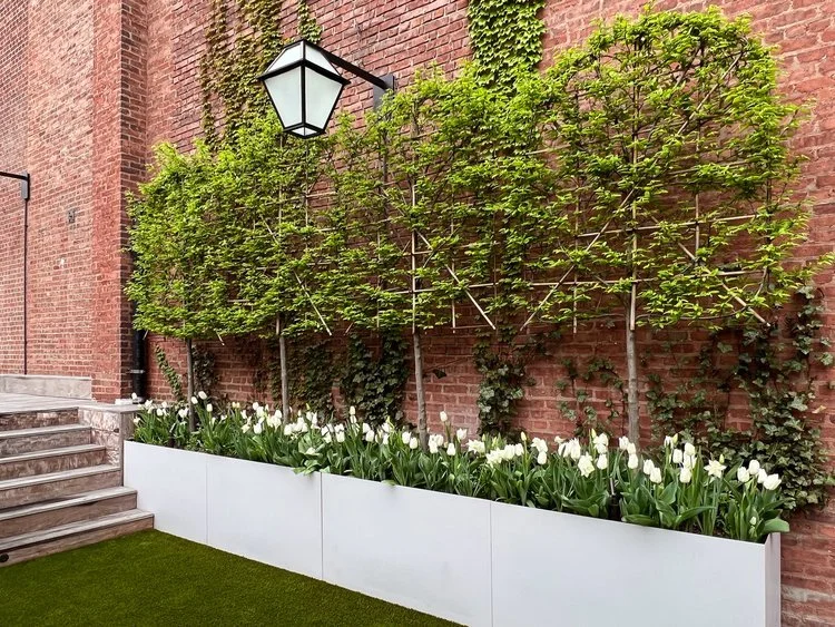 Upper+east+side_espalier_bulbs_spring_white+tulip+(3).jpg