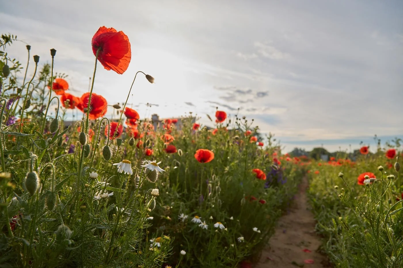 A field of red poppies and white daisies under a partly cloudy sky with a dirt path stretching through the flowers.