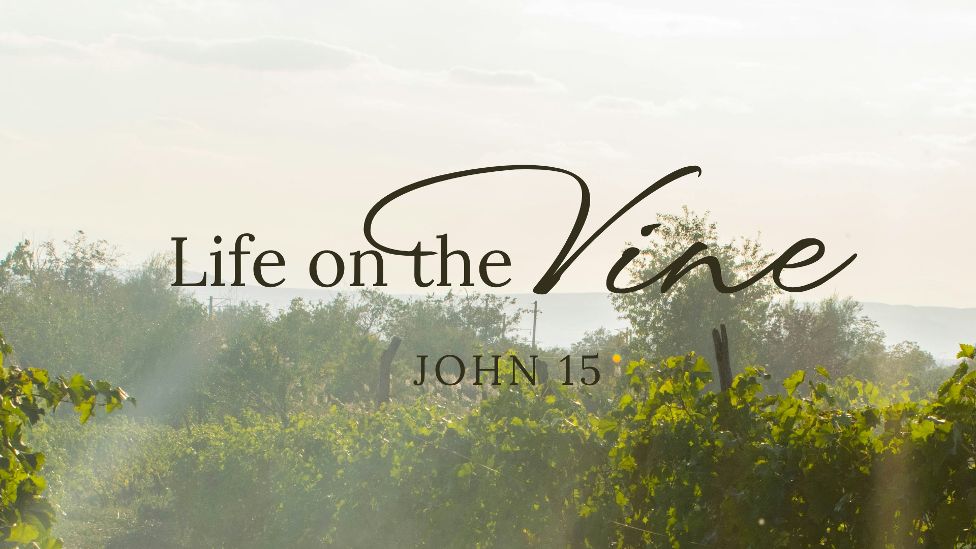 The Work of the Vinedresser