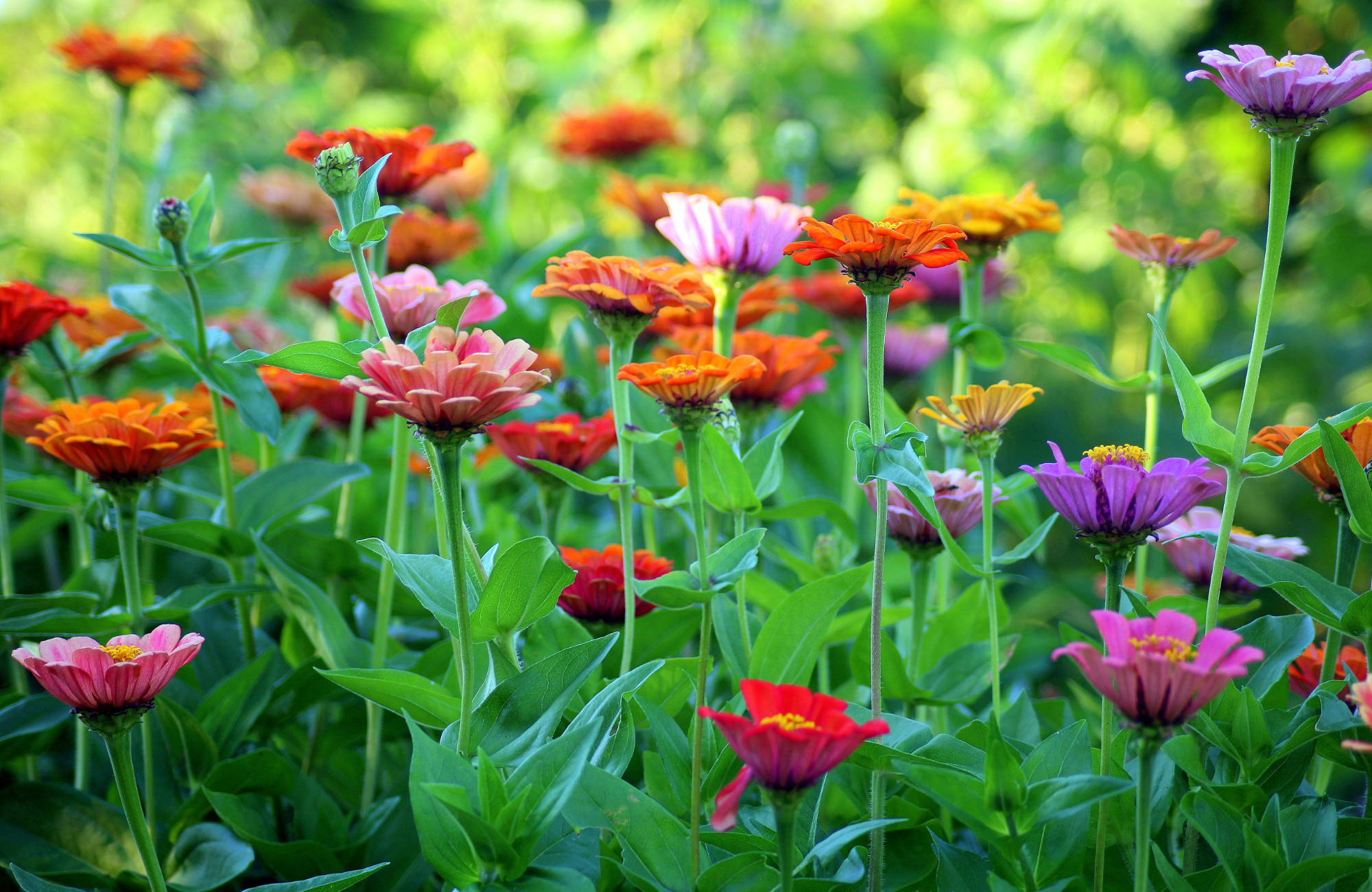 Colorful zinnia flowers in pink, orange, purple, yellow, and red blooming in a garden with green foliage and blurred background.