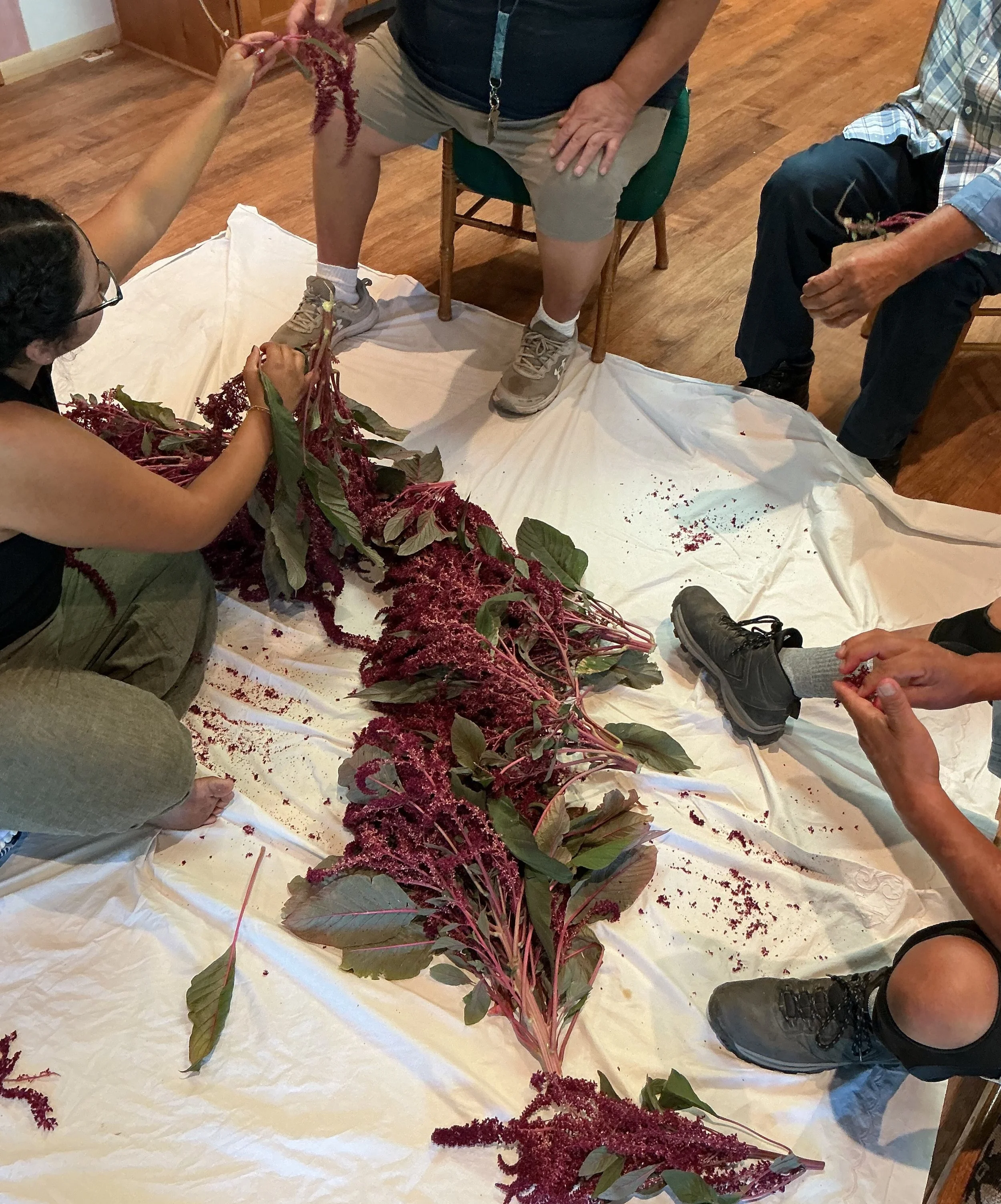 Last Thursday during our Wellbriety gathering, our group had the opportunity to harvest some of our beautiful amaranth seeds. Amaranth is a meaningful plant that can be used in many different ways, making this a wonderful hands-on learning experience
