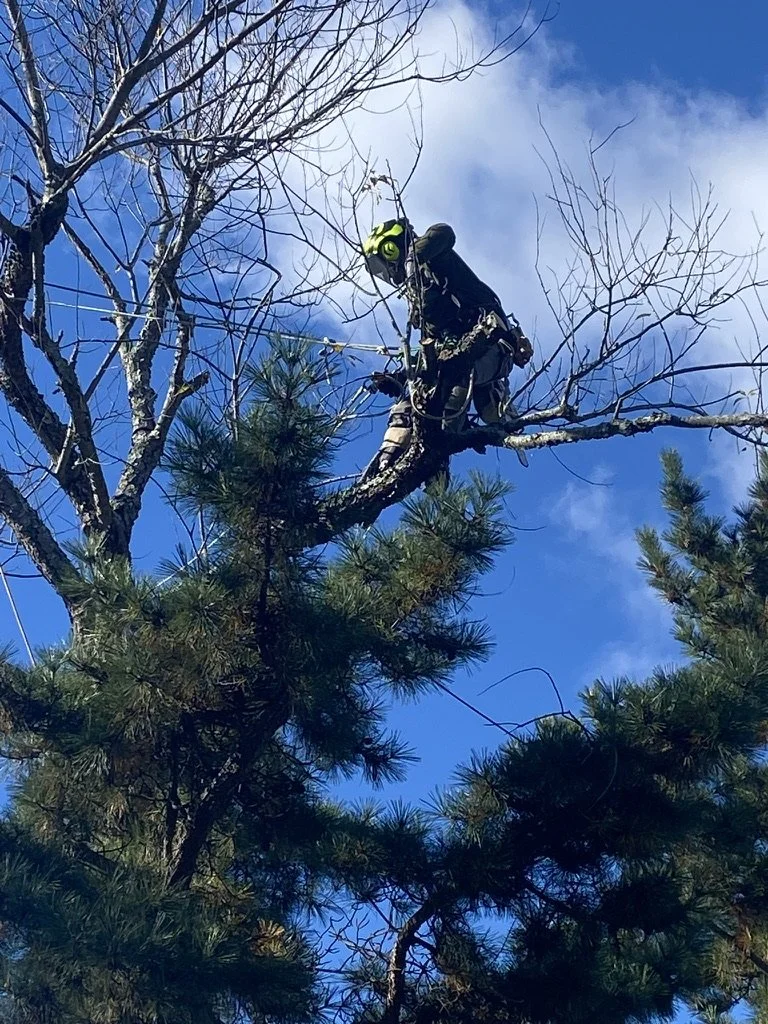A firefighter in safety gear and helmet is cutting a tree limb high up in a tall pine tree with a chainsaw during daytime, with a blue sky and light clouds in the background.