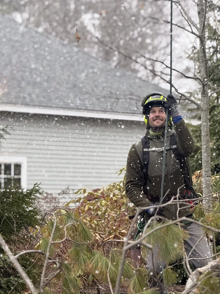 Man wearing climbing gear and helmet trimming a small tree outside a house during snowfall.