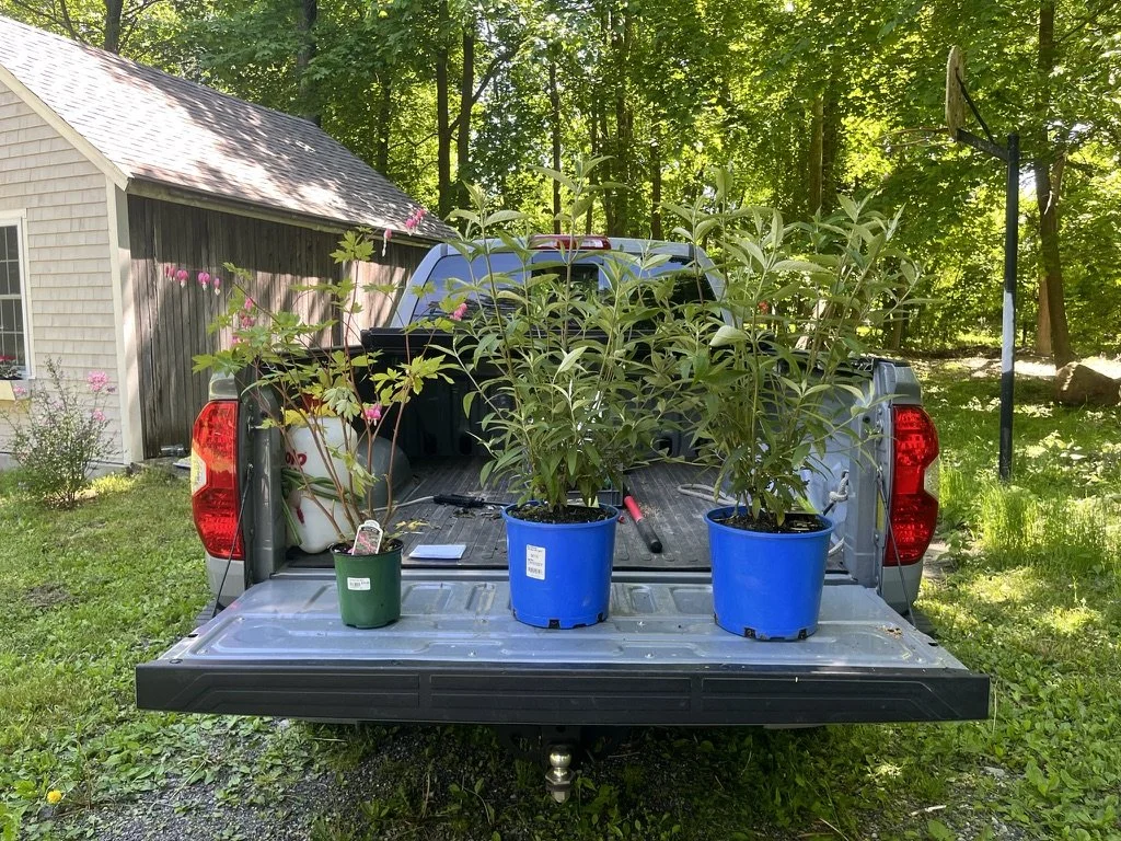 Three potted plants on the tailgate of a pickup truck parked on a grassy area, with a house and green trees in the background.