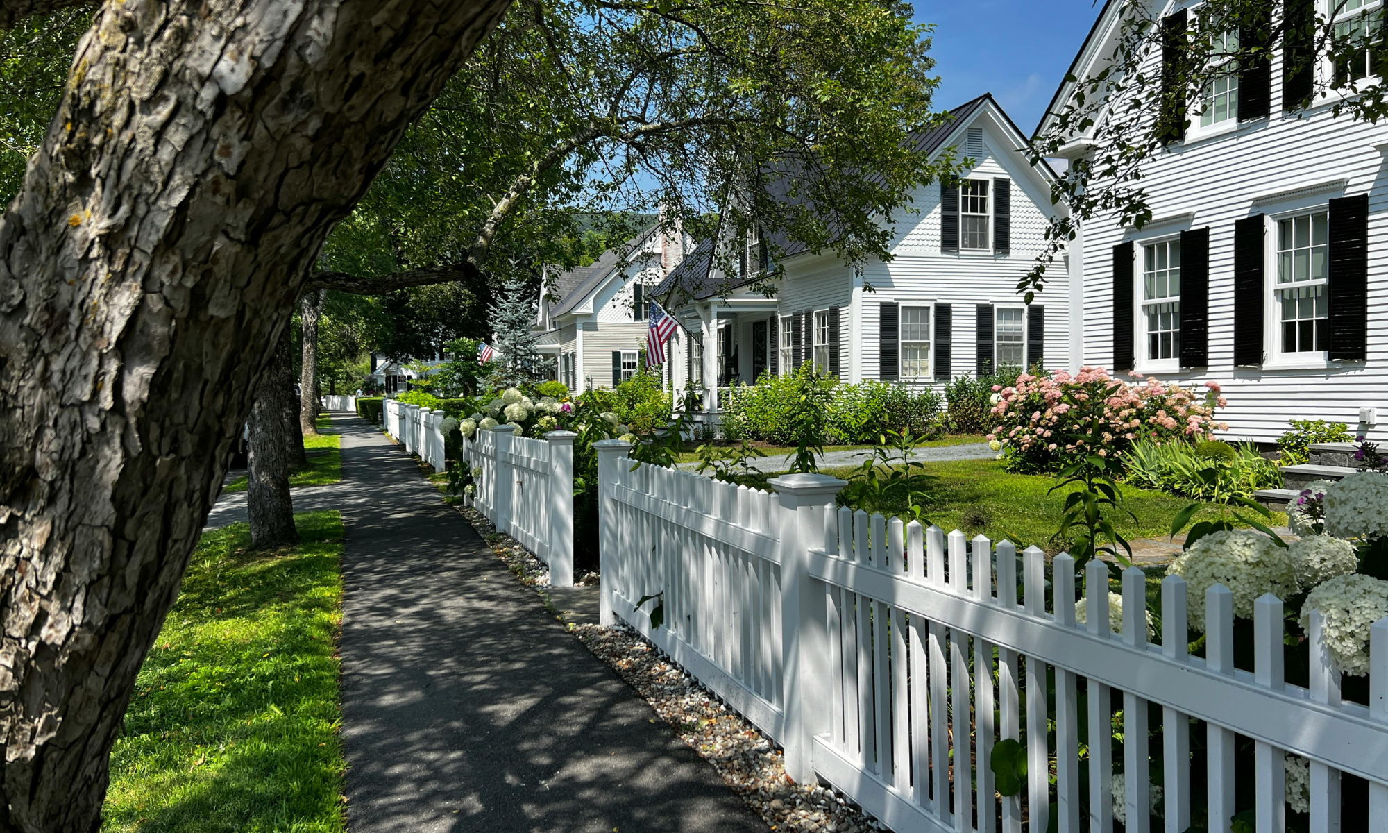 A residential street with a sidewalk, white picket fence, and landscaped gardens in front of white houses with black shutters. There are trees with green leaves, American flags, and pink and white flowers, under a clear blue sky.