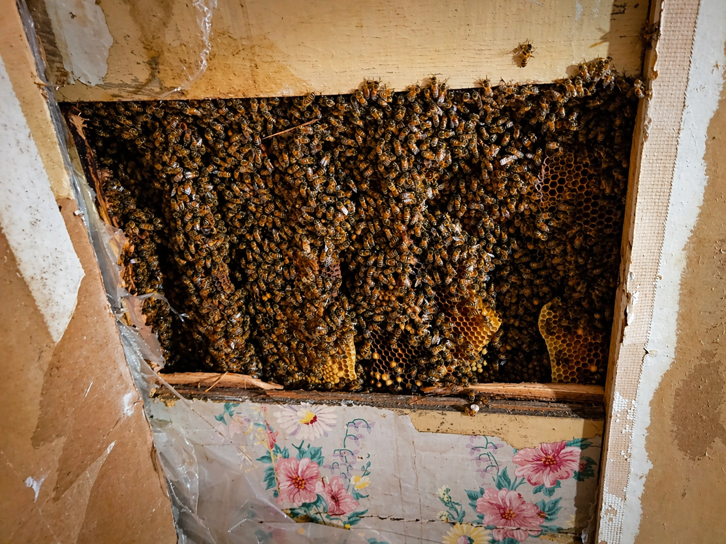Bees and honeycomb inside a beekeeping box.
