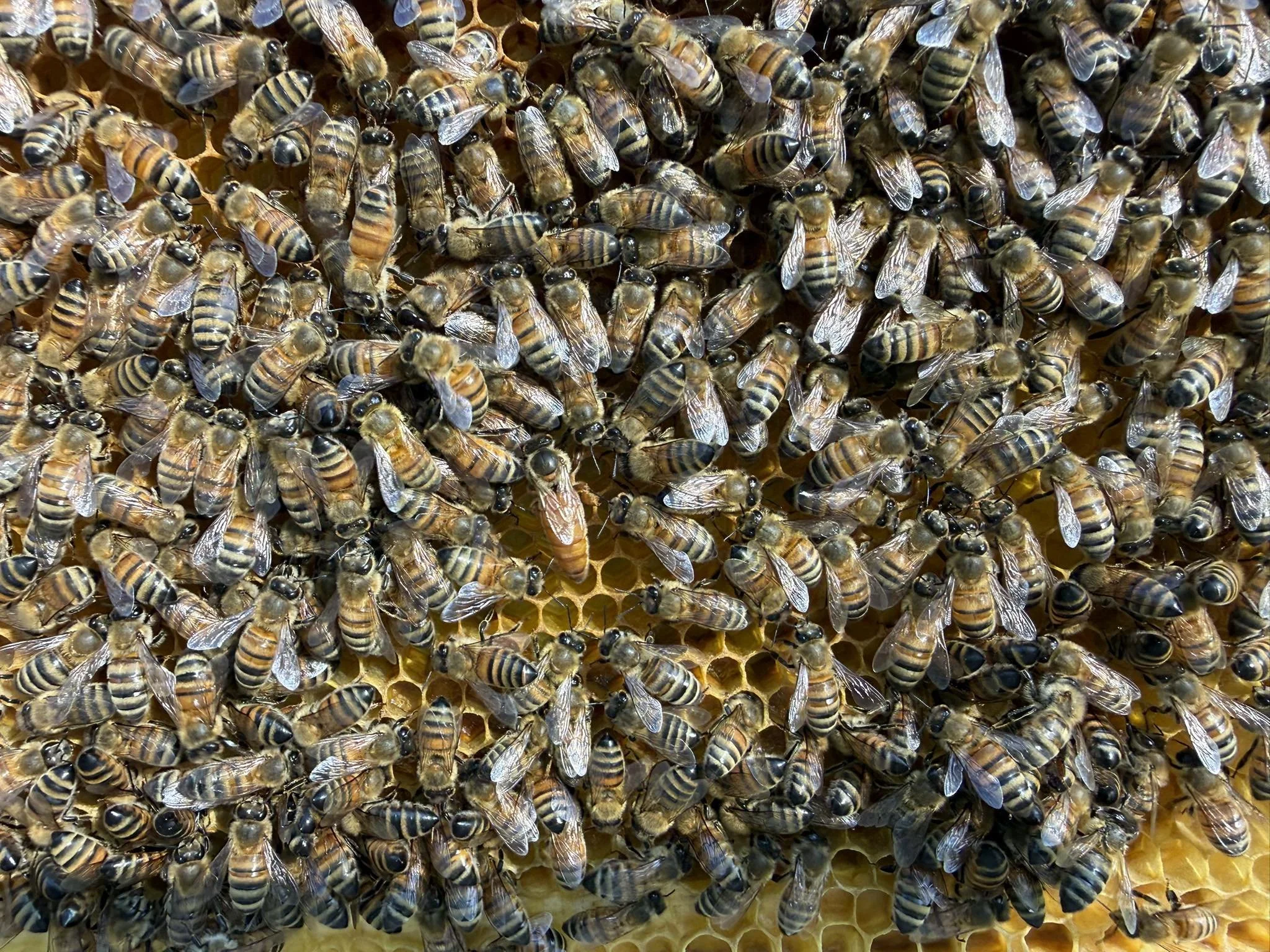 Our First 2026 Queen Is Mated and Laying