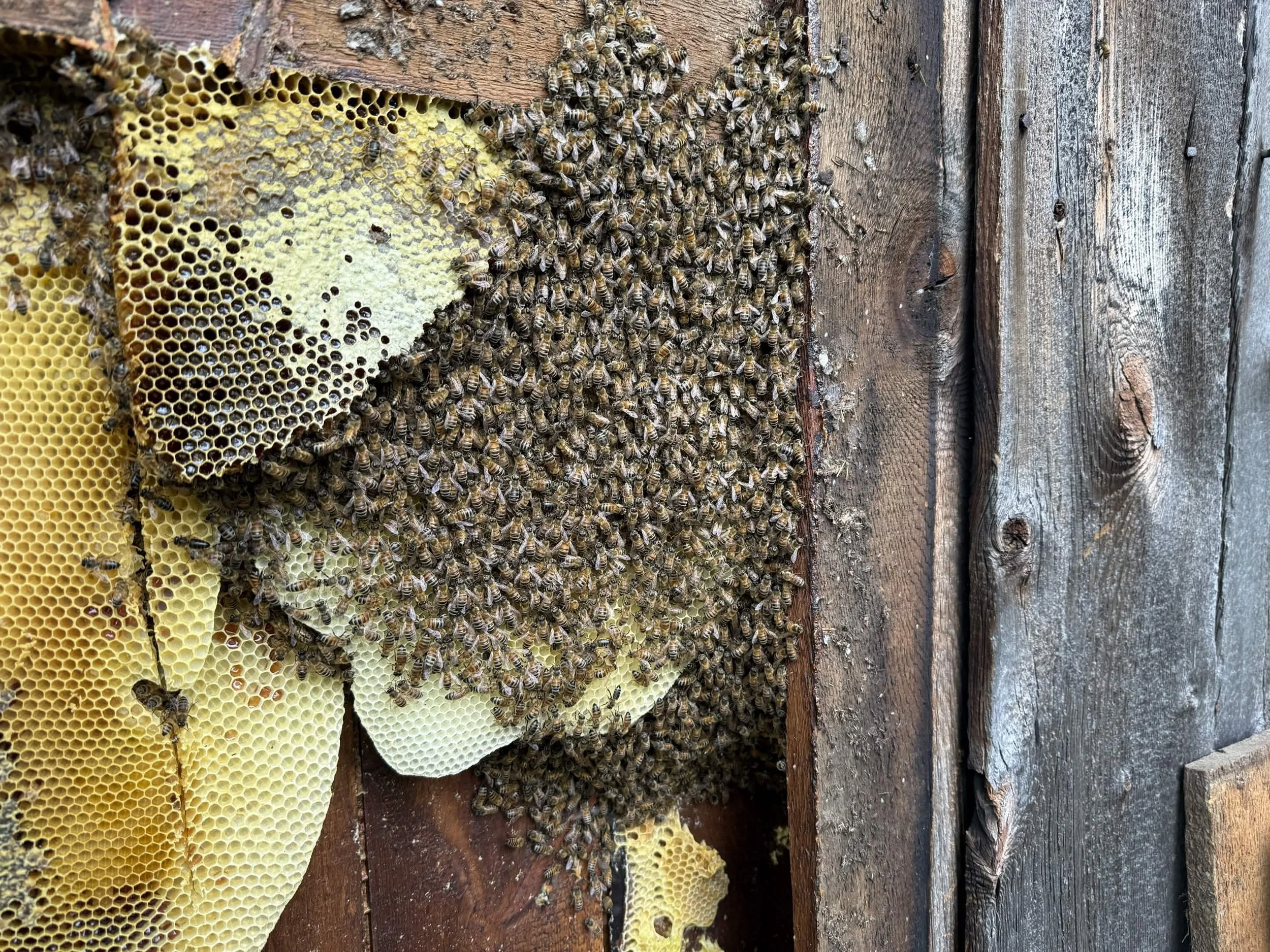 Honey Bee Cutout in Sandy Creek, NY