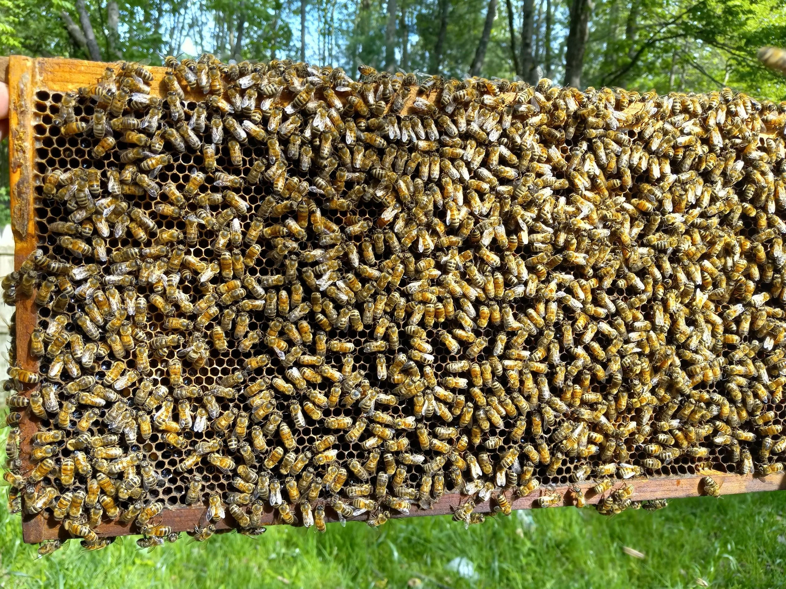 Close-up of a beehive frame with many honey bees on it, set against a background of trees and blue sky.