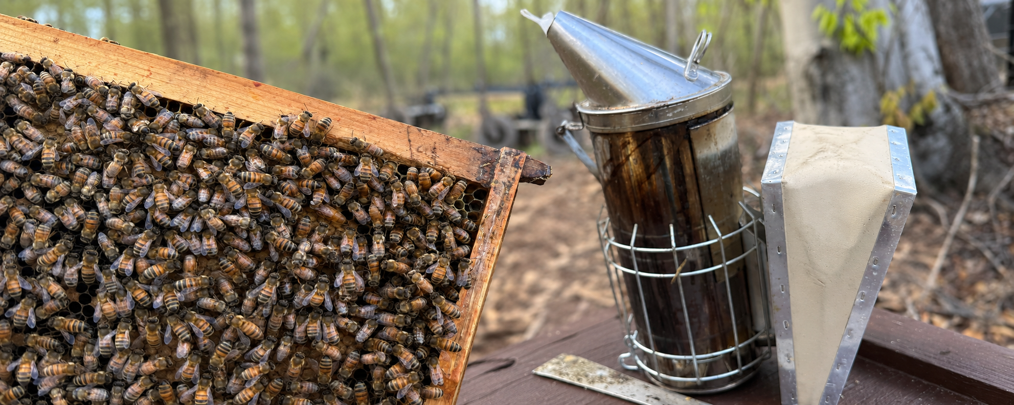 Honey bee frame inspection with beekeeping smoker at a wooded apiary near Syracuse, New York.