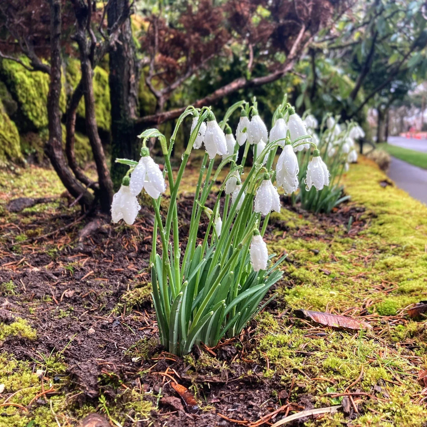 Celebrating spring by reflecting on the various nefarious projects I was working on this fall and winter...

 🎹 PLANTS! Regrouping after Music Directing back to back shows summer/fall by playing with dirt and snowdrops that are just minding their ow