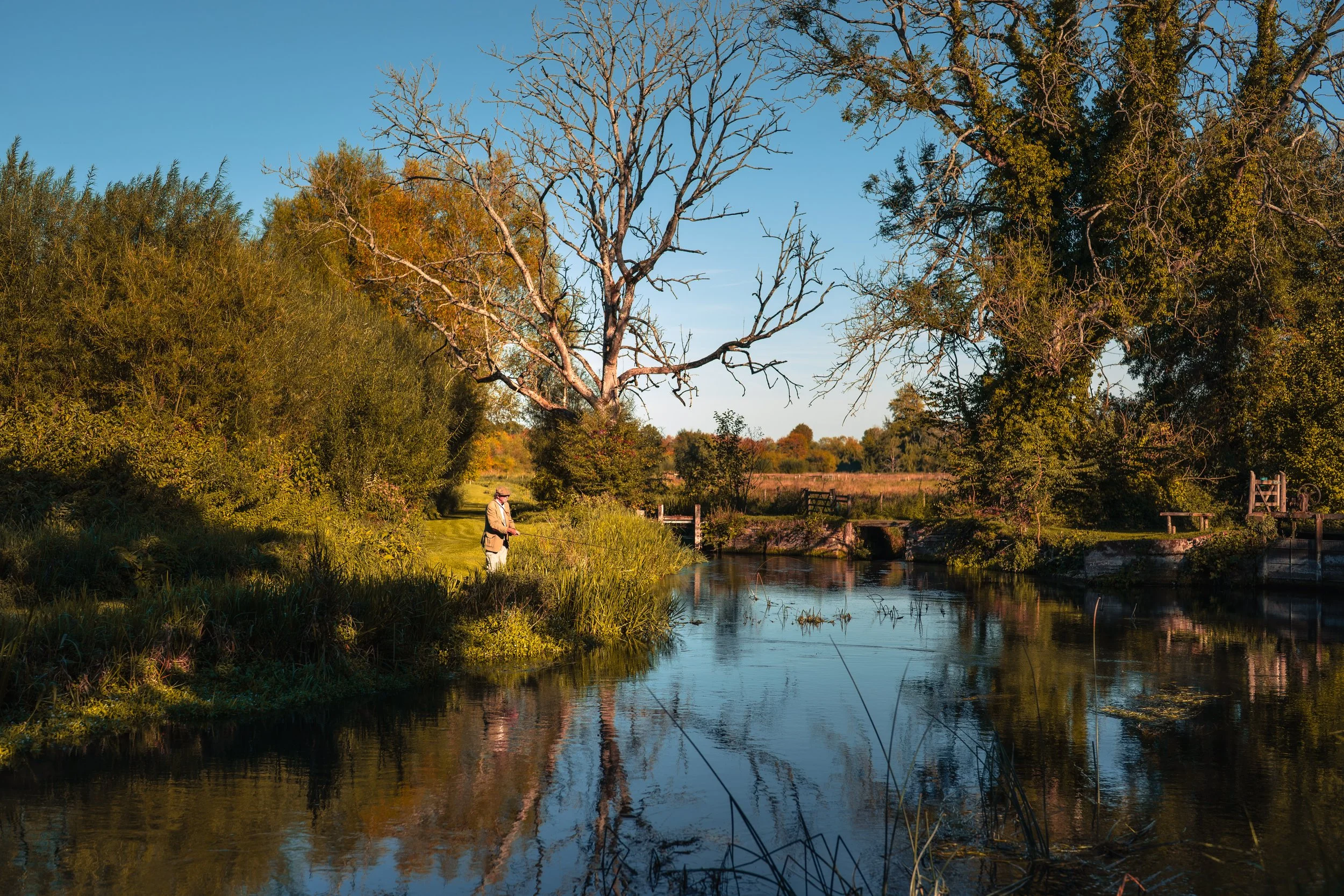 A man fishing by a river in a park during fall, with trees showing fall colors and one leafless tree, under a clear blue sky.