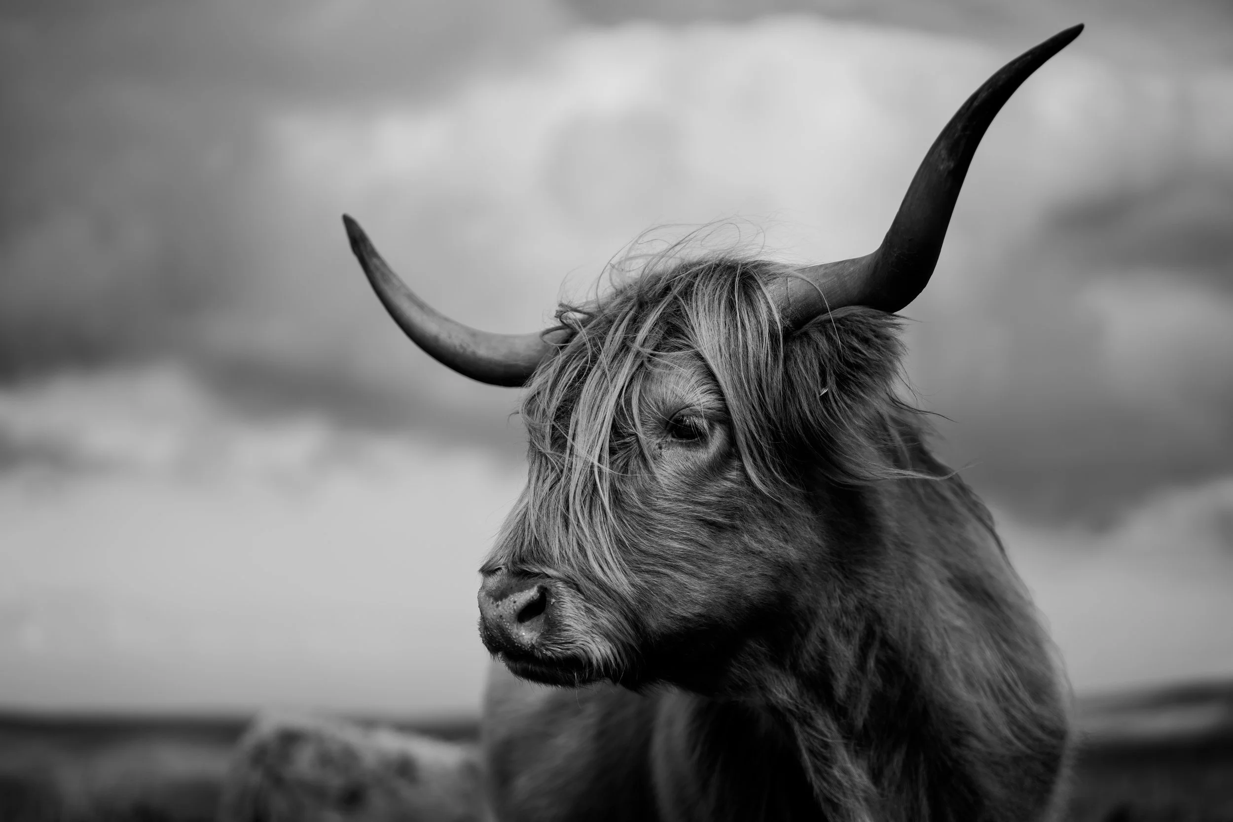 A black and white photograph of a Highland cow with long hair and large, curved horns, against a cloudy sky.