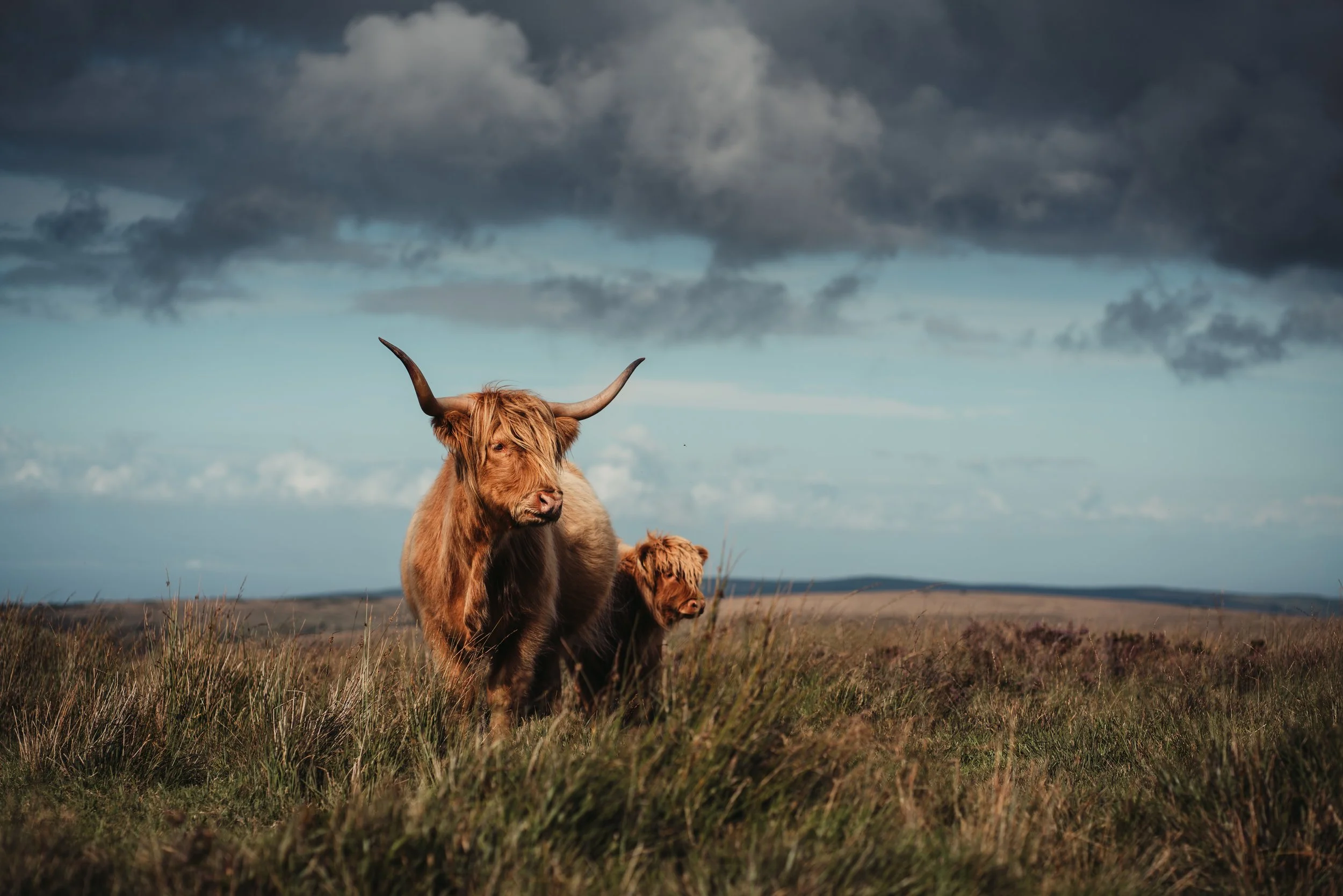 Highland cows standing in a grassy field under a cloudy sky.