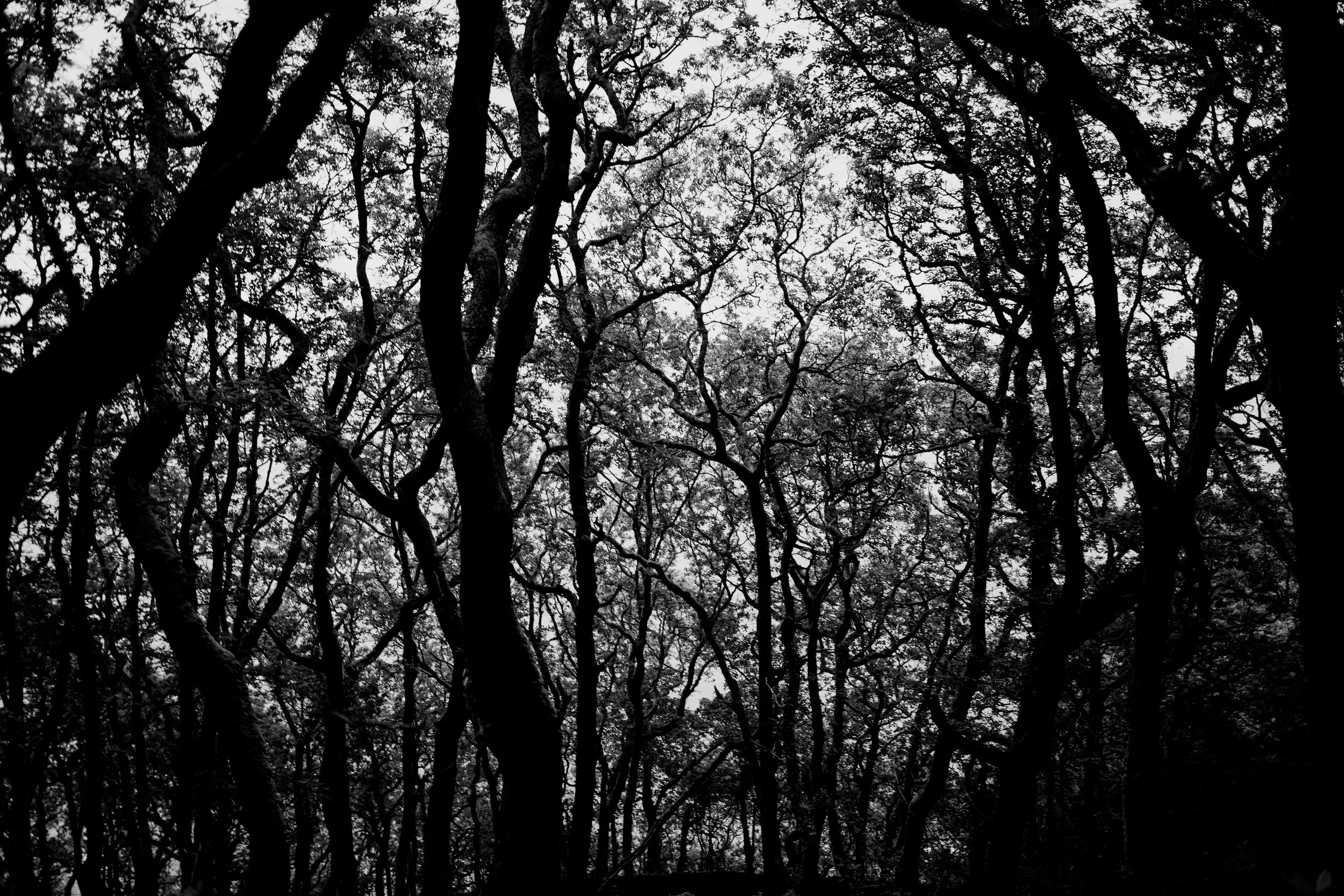 A silhouette of tree branches against the sky, creating a dense canopy in black and white.