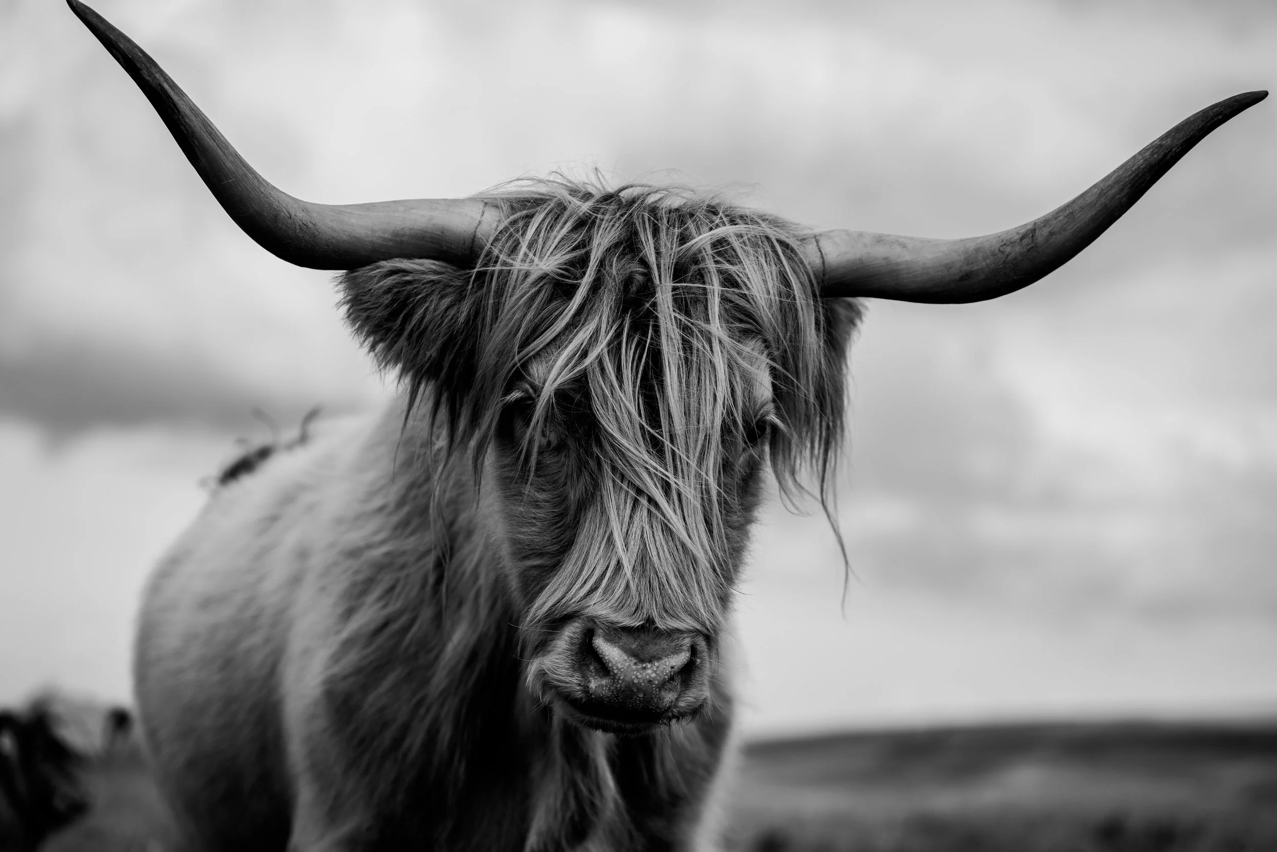 Black and white photo of a Highland cow with long, shaggy hair and large, curved horns, standing outdoors against a cloudy sky.