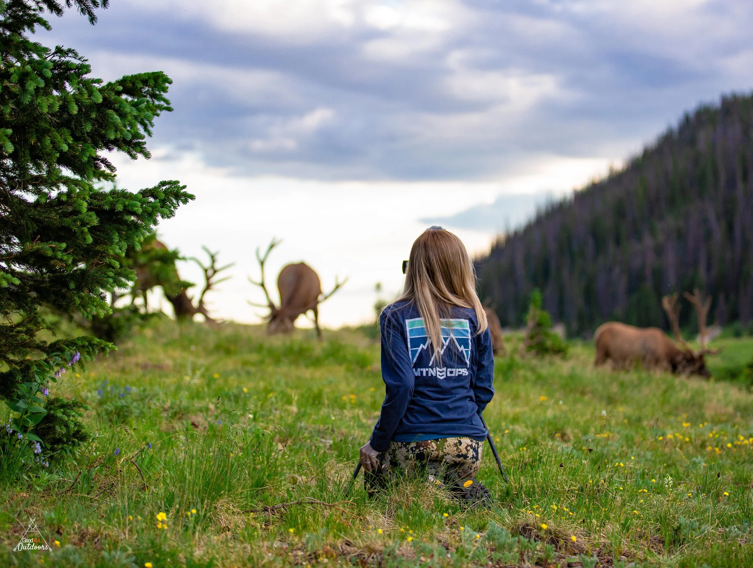 Alli filming elk in RMNP