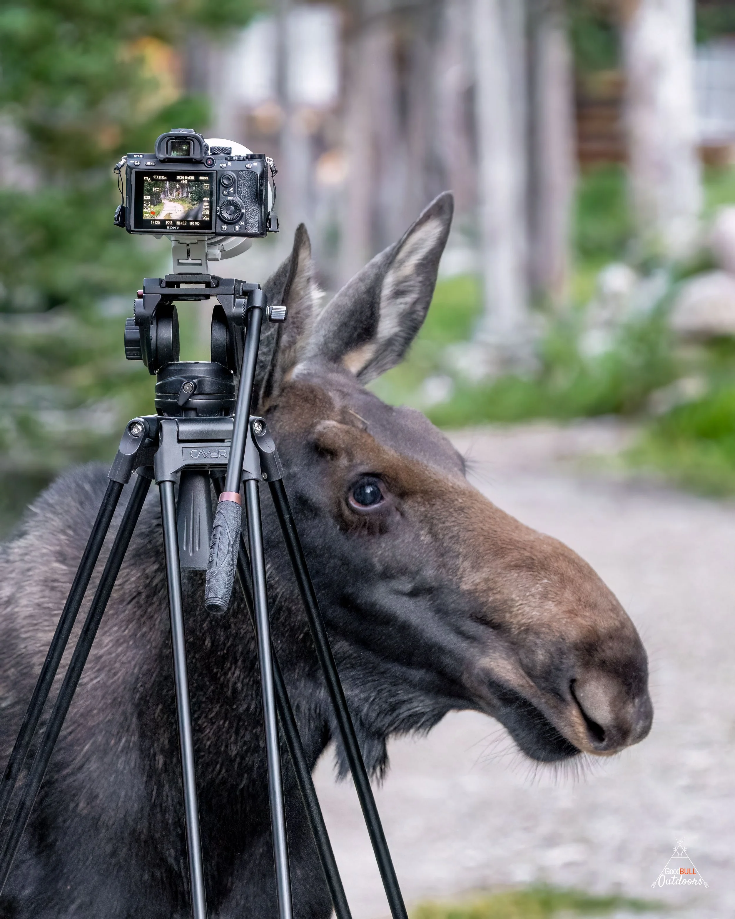 A yearling bull moose trying to get its picture taken
