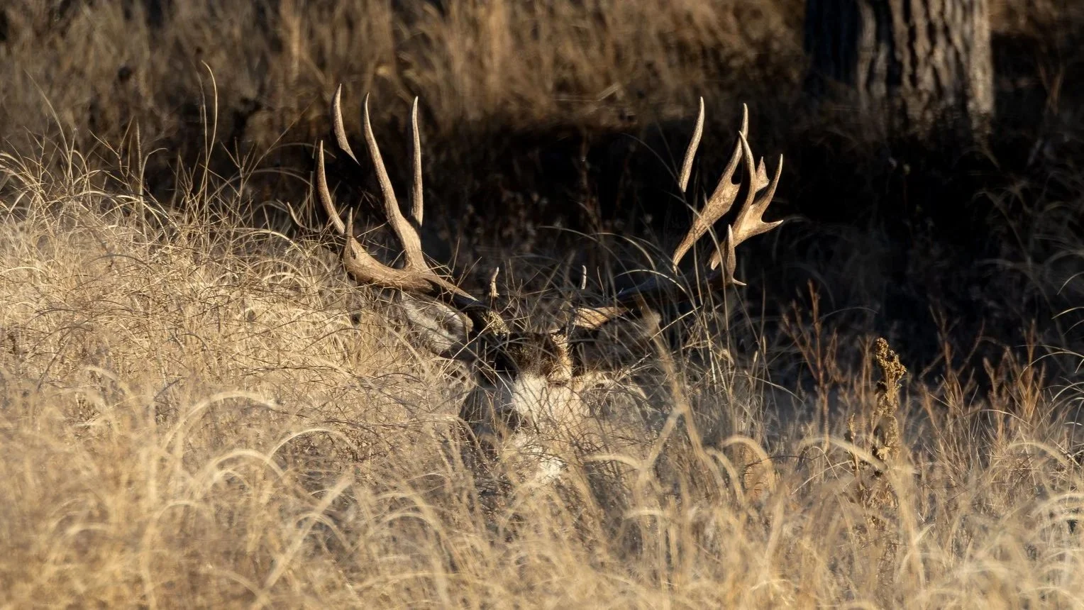 A large deer with prominent antlers bedded in tall, dry grass.