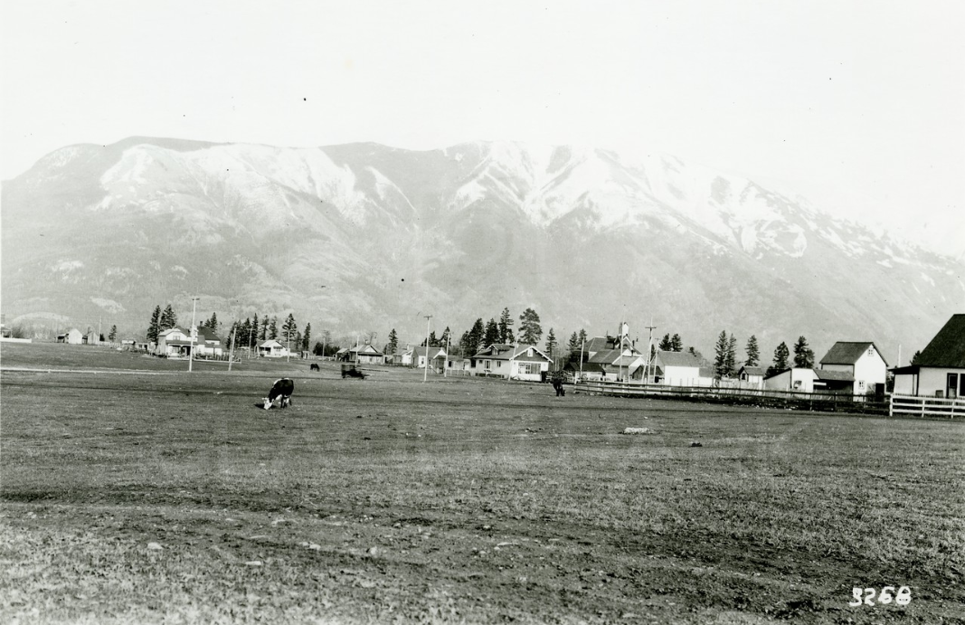 Black and white photo of a rural town with small houses, a few cows grazing on an open field, and a mountain in the background.